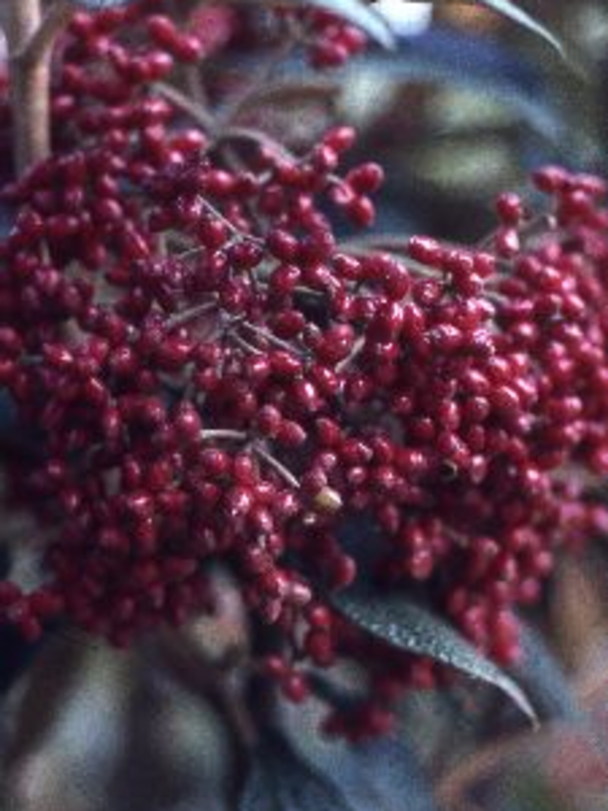 sneeuwbal viburnum rhytidophyllum