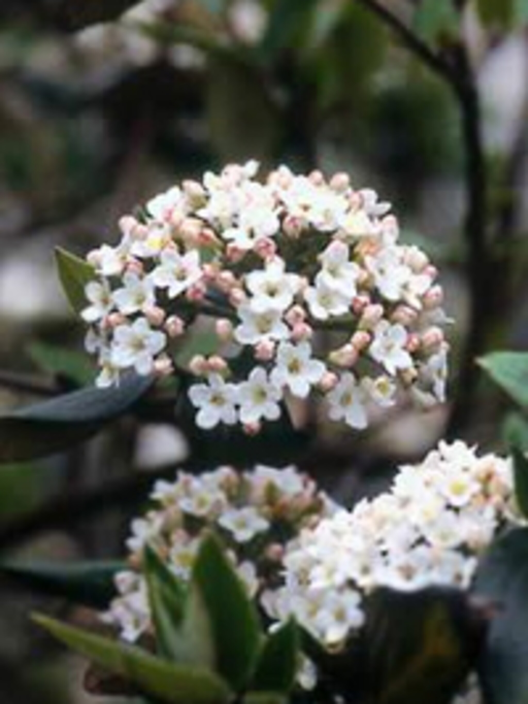 sneeuwbal viburnum burkwoodii