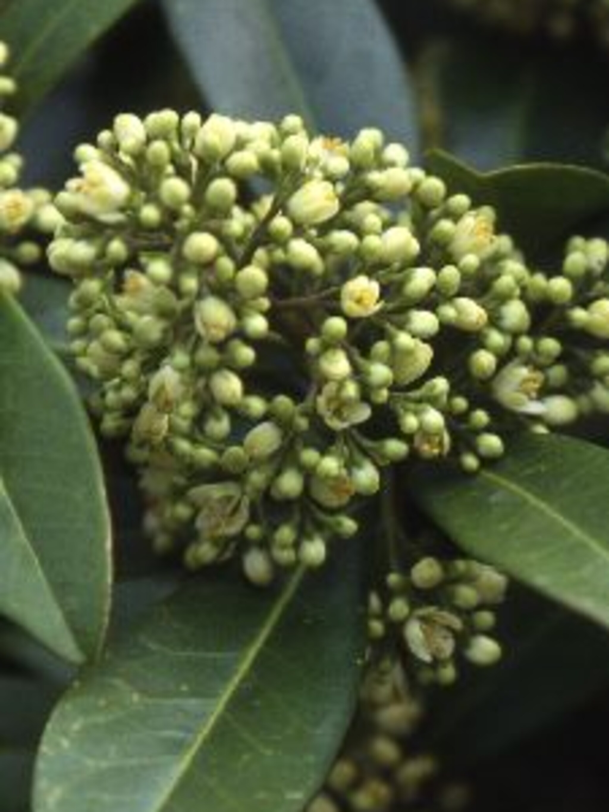 skimmia kew green