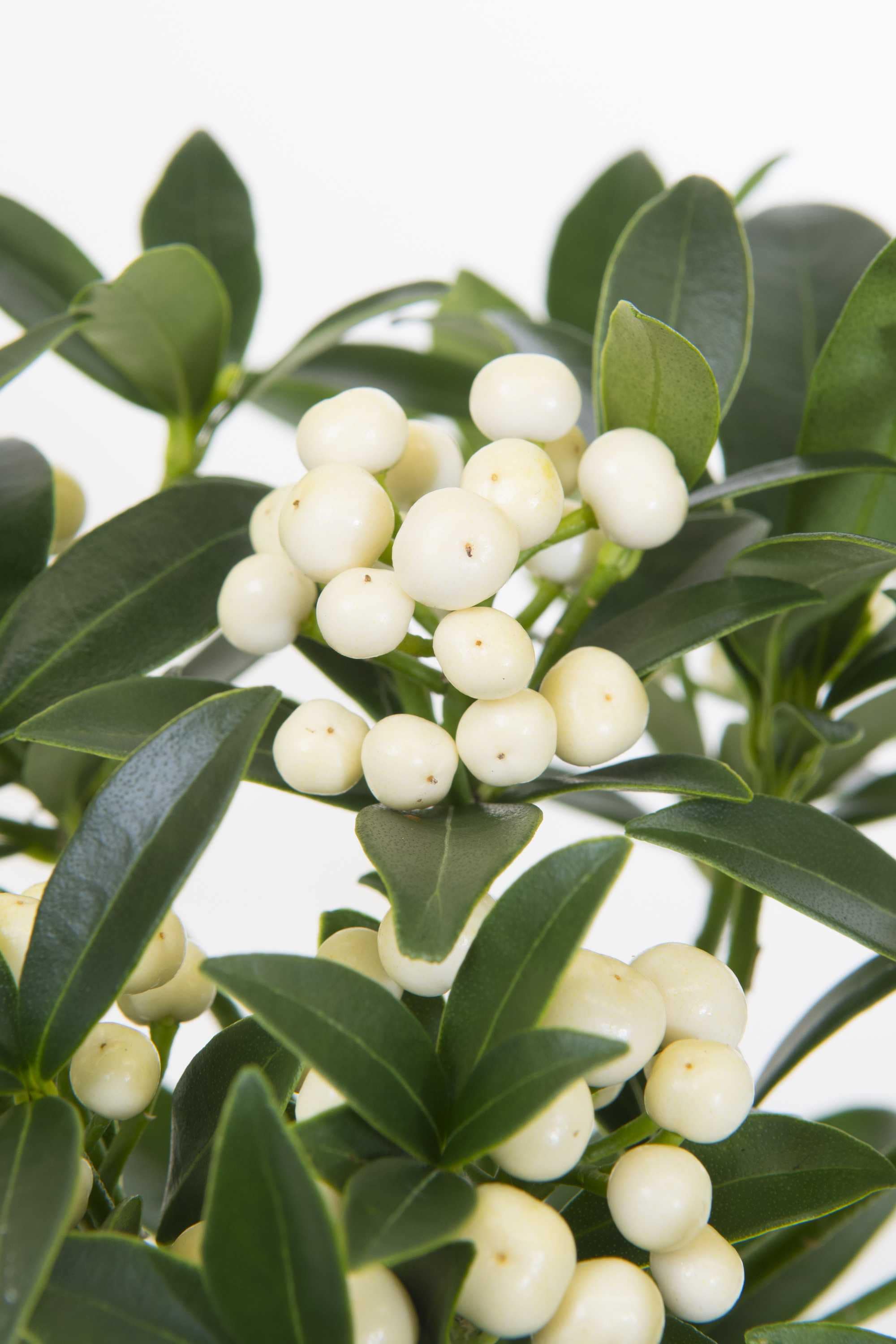 beeld vtwonen Shutterstock / InfoFlowersPlants