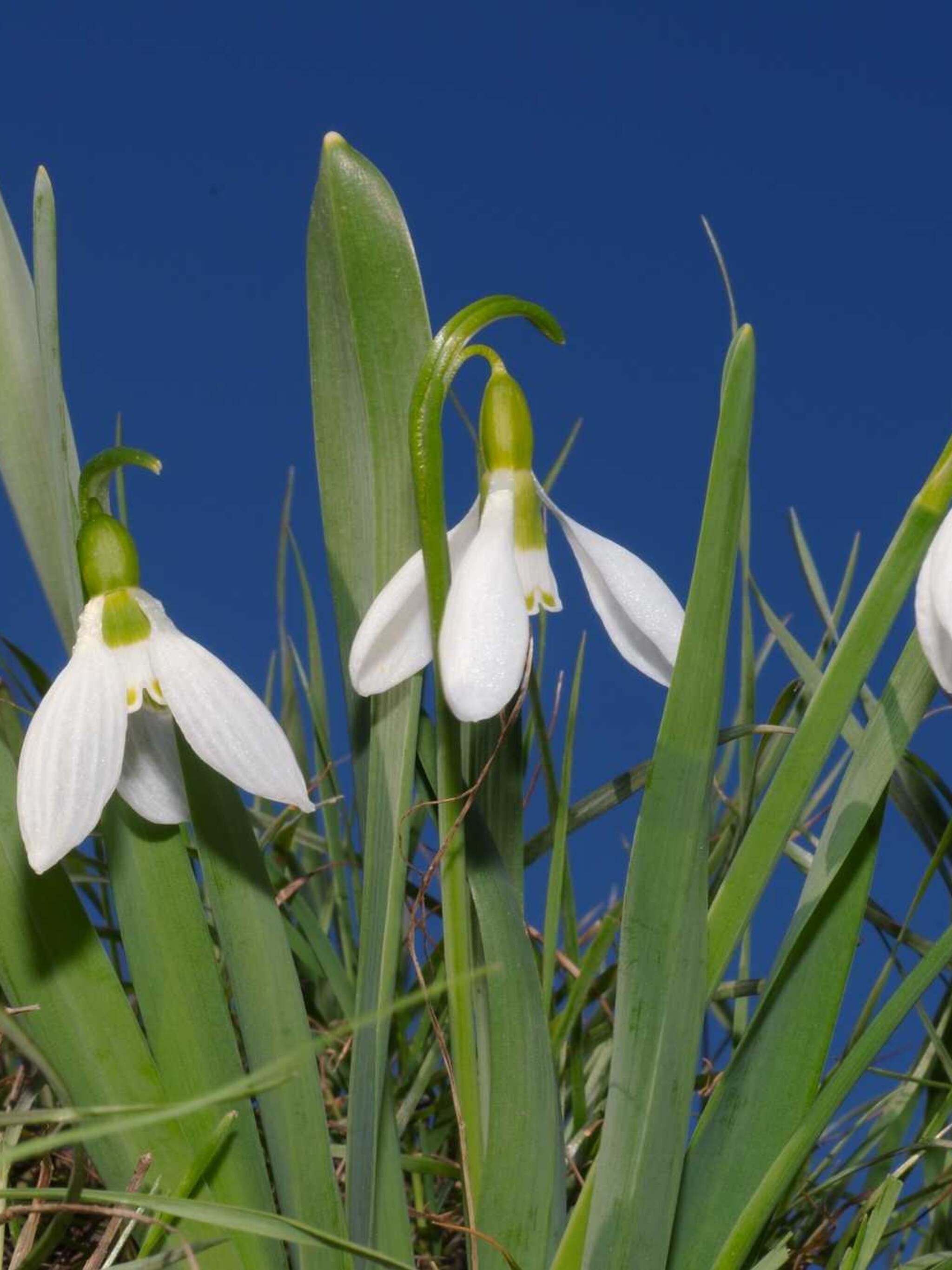 sneeuwklokje galanthus elwesii