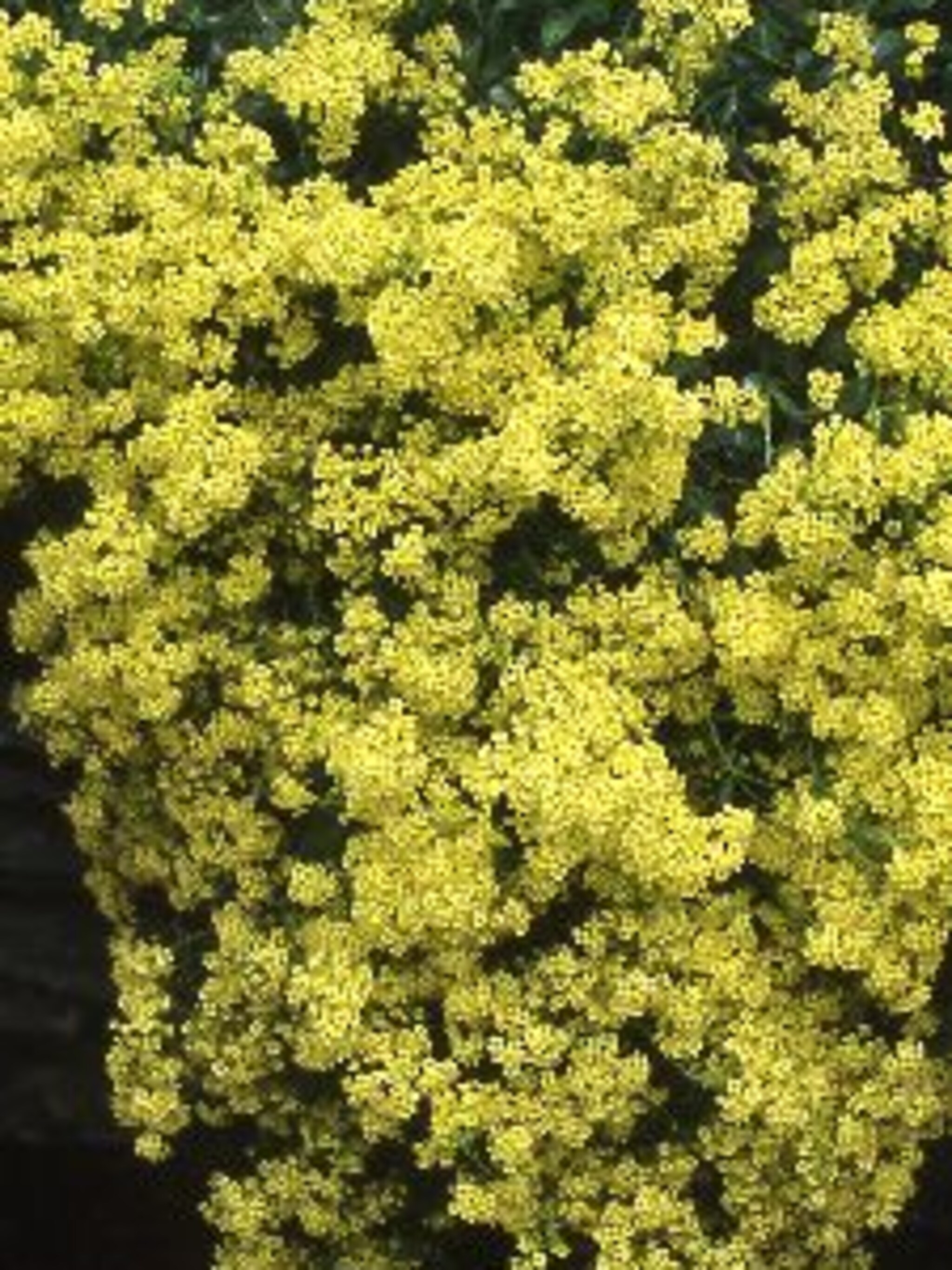 schildzaad alyssum saxatilis