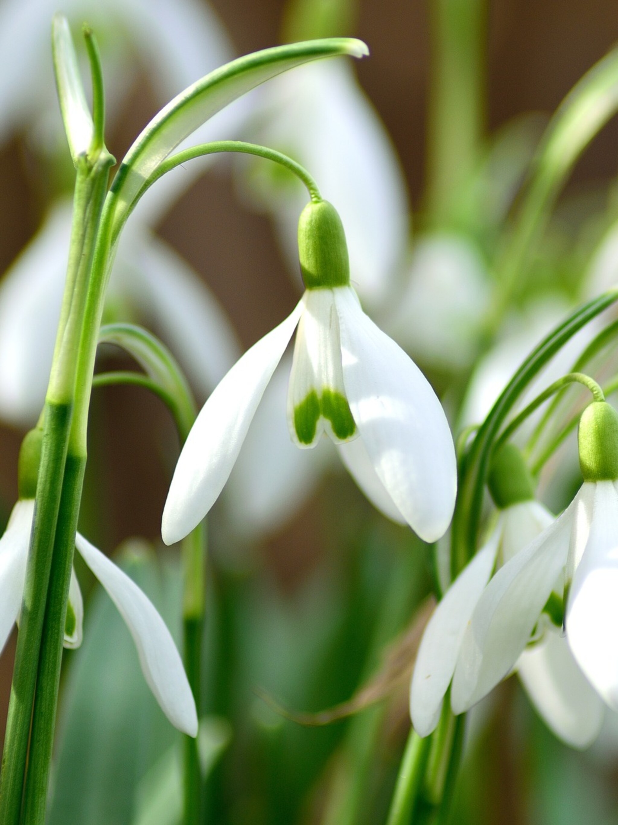 sneeuwklokje galanthus nivalis