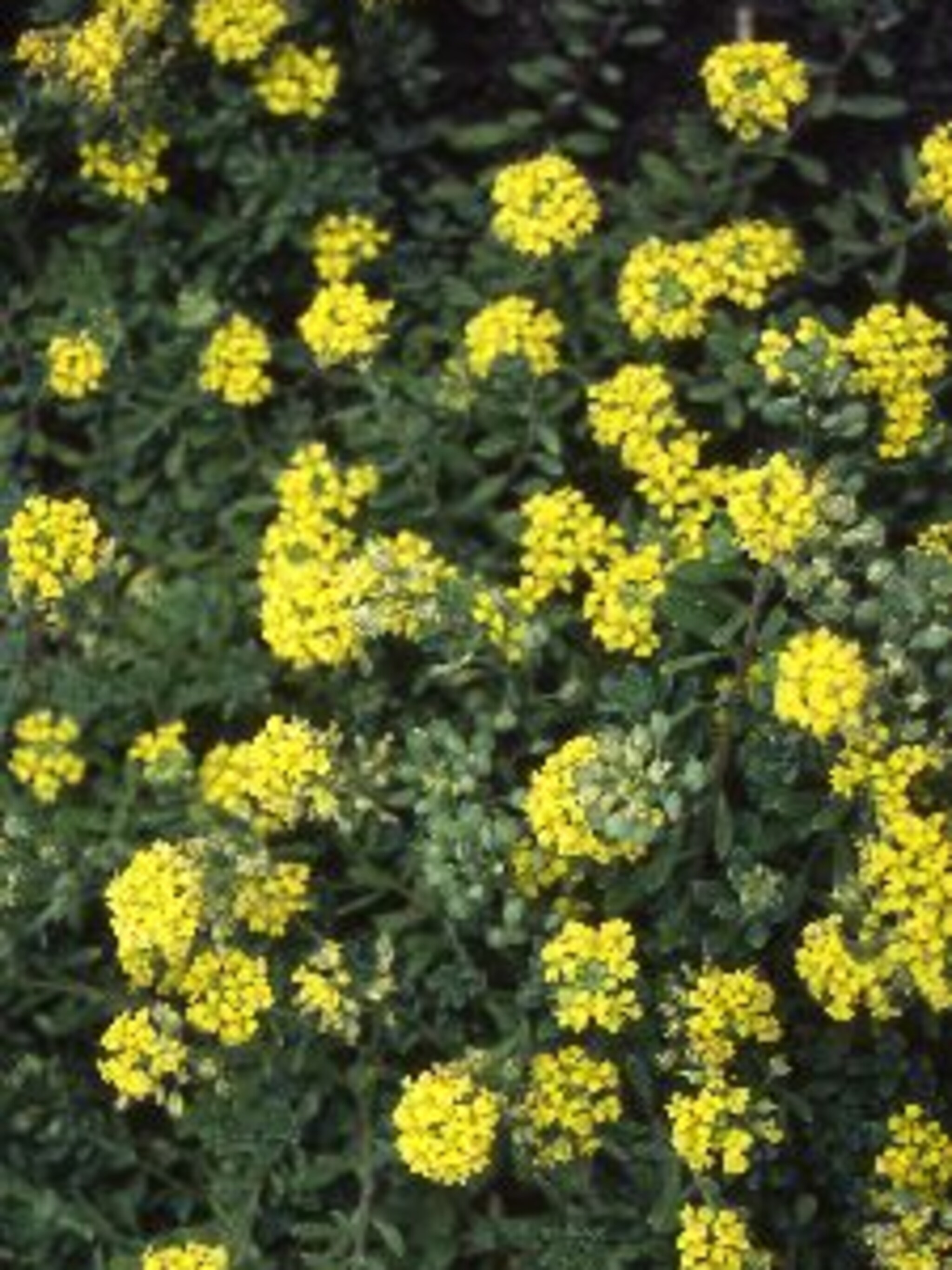 schildzaad alyssum montanum