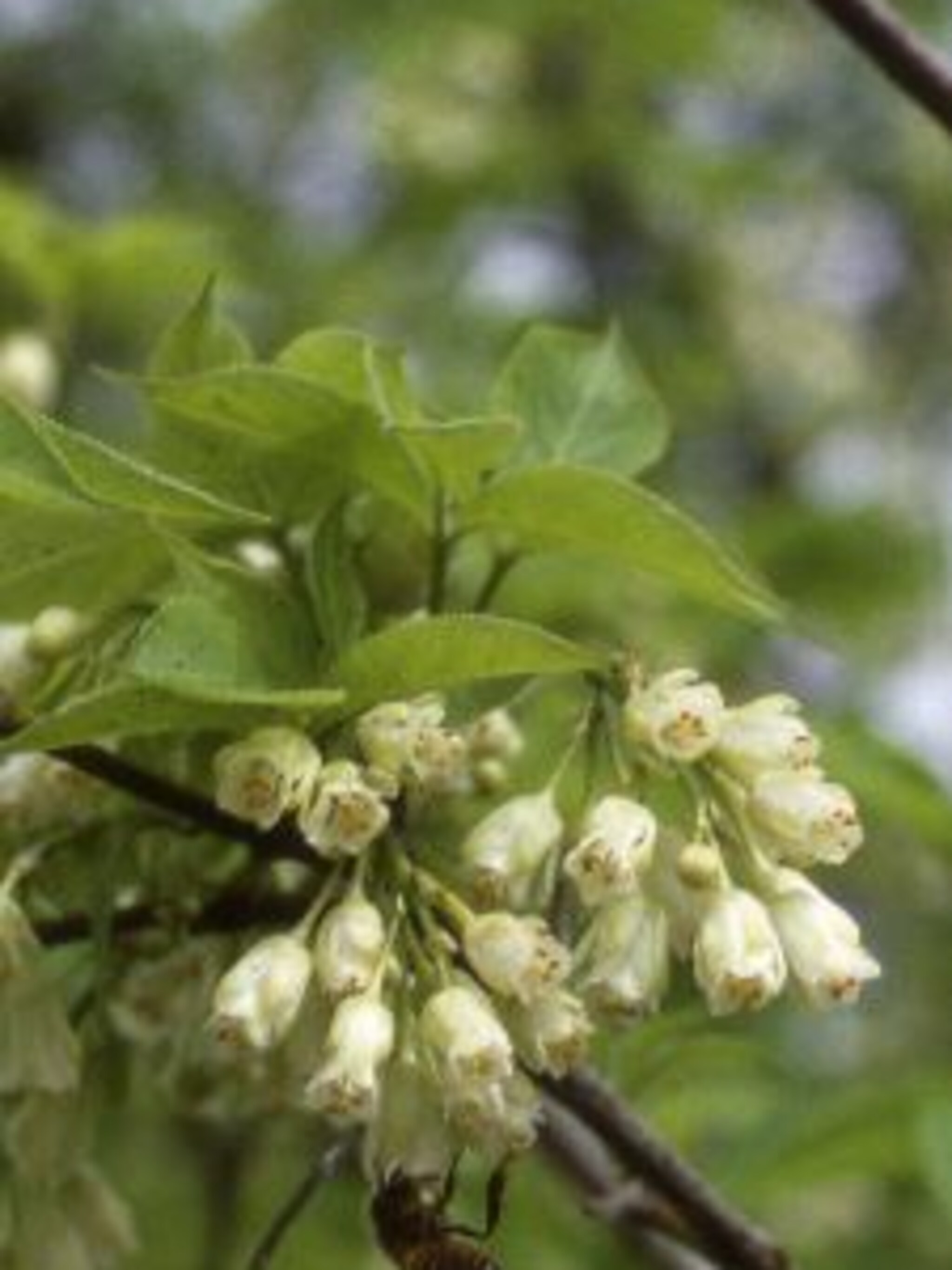 sneeuwklokjesboom