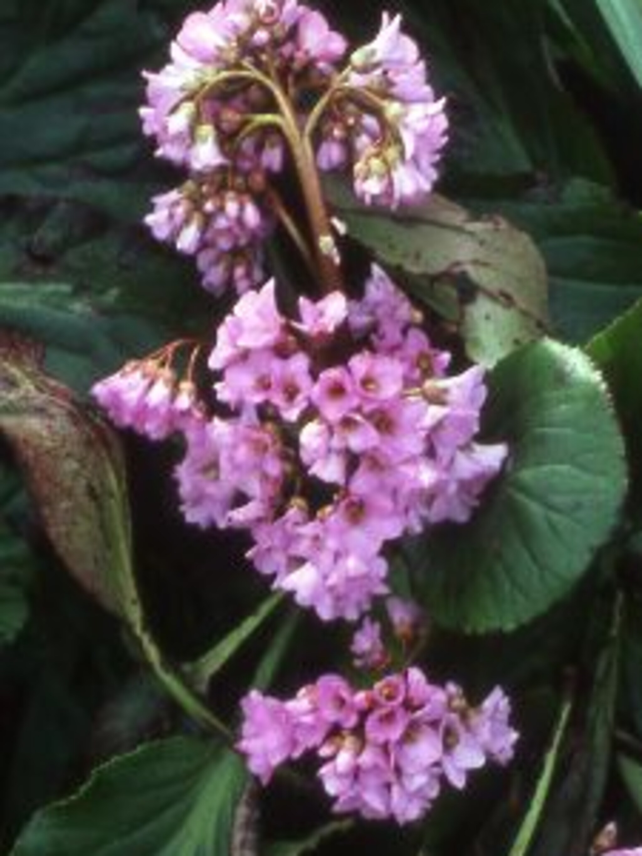 schoenlappersplant bergenia cordifolia baby doll