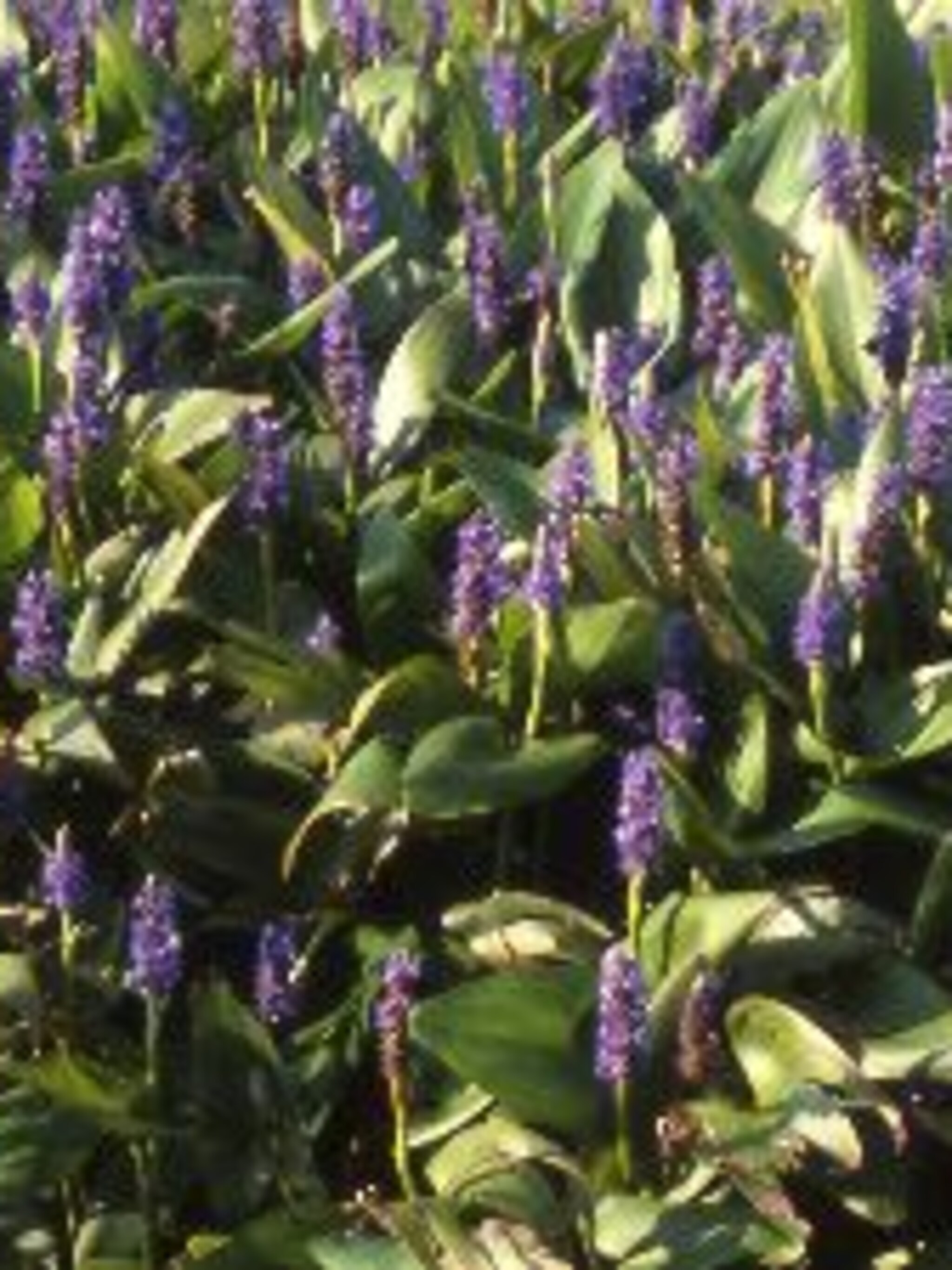 snoekkruid pontederia cordata
