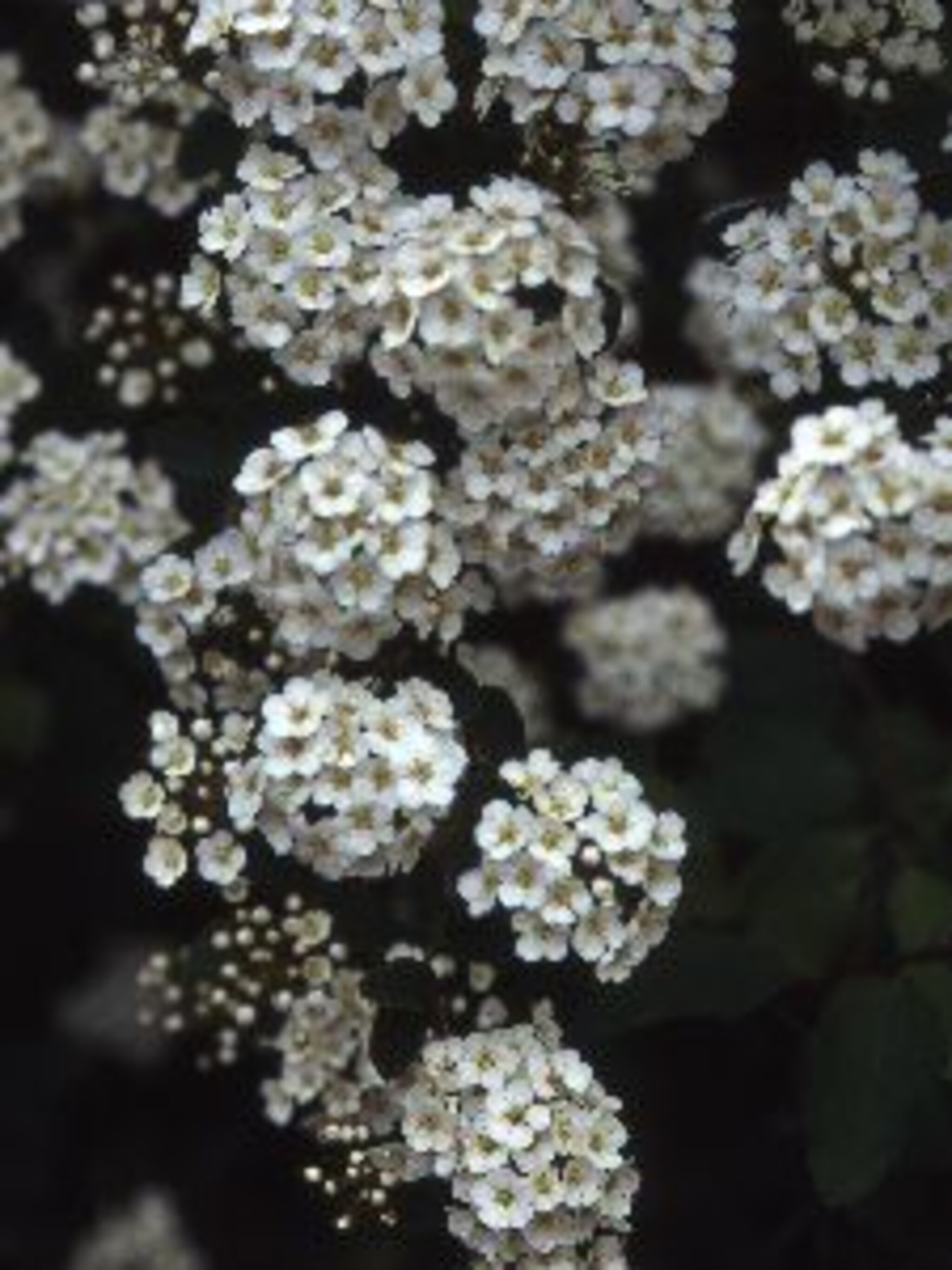 spierstruik spiraea vanhouttei