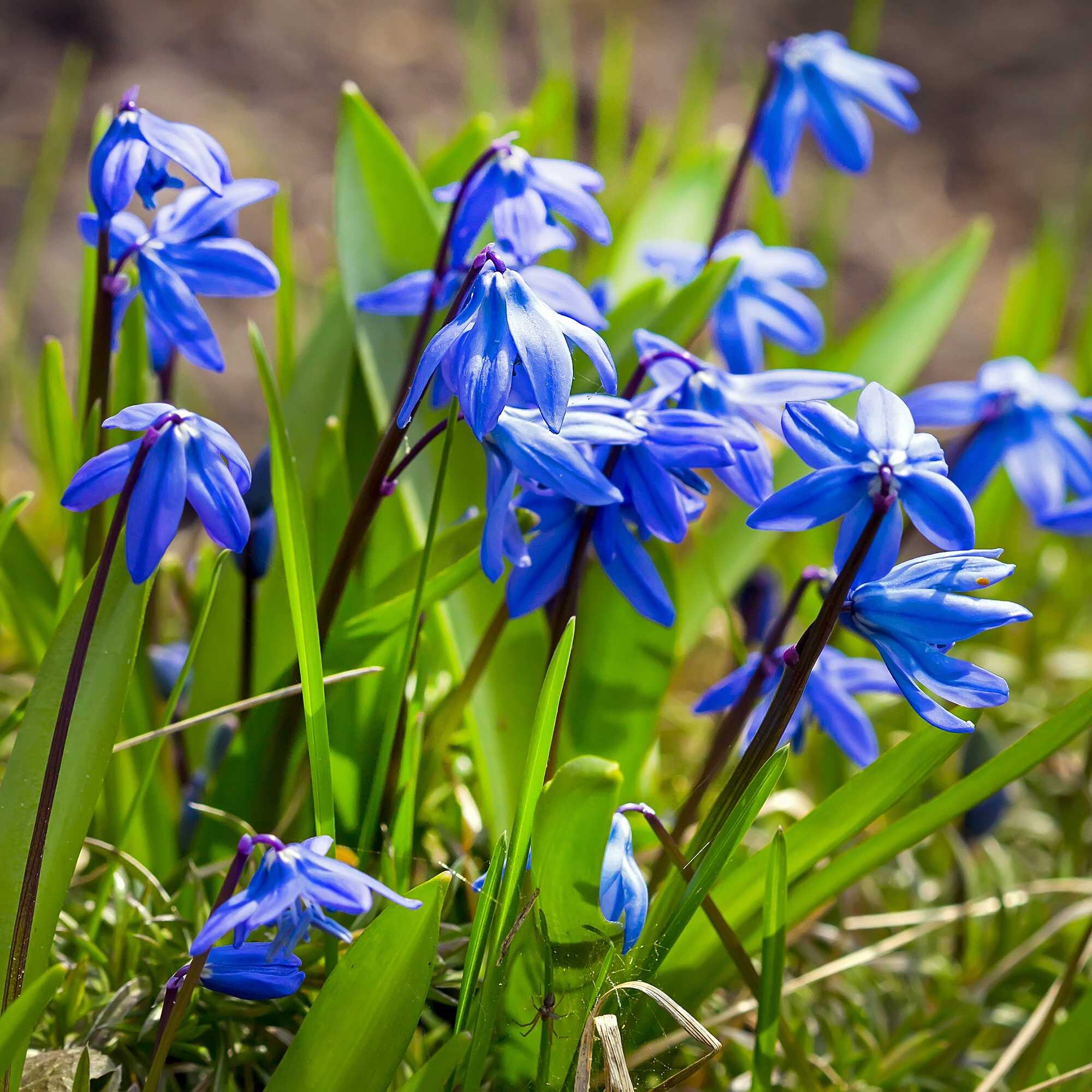 beeld vtwonen Shutterstock / Starover Sibiriak