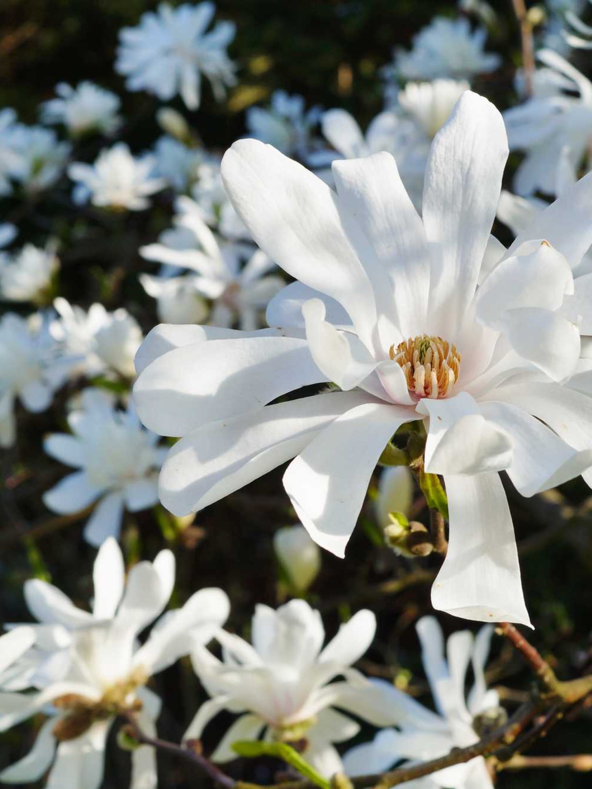stermagnolia