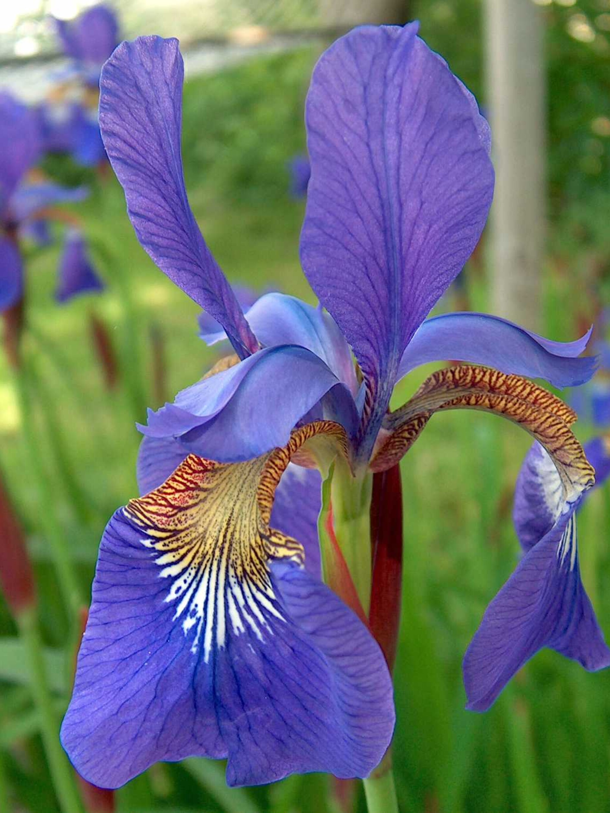 siberische lis blue king