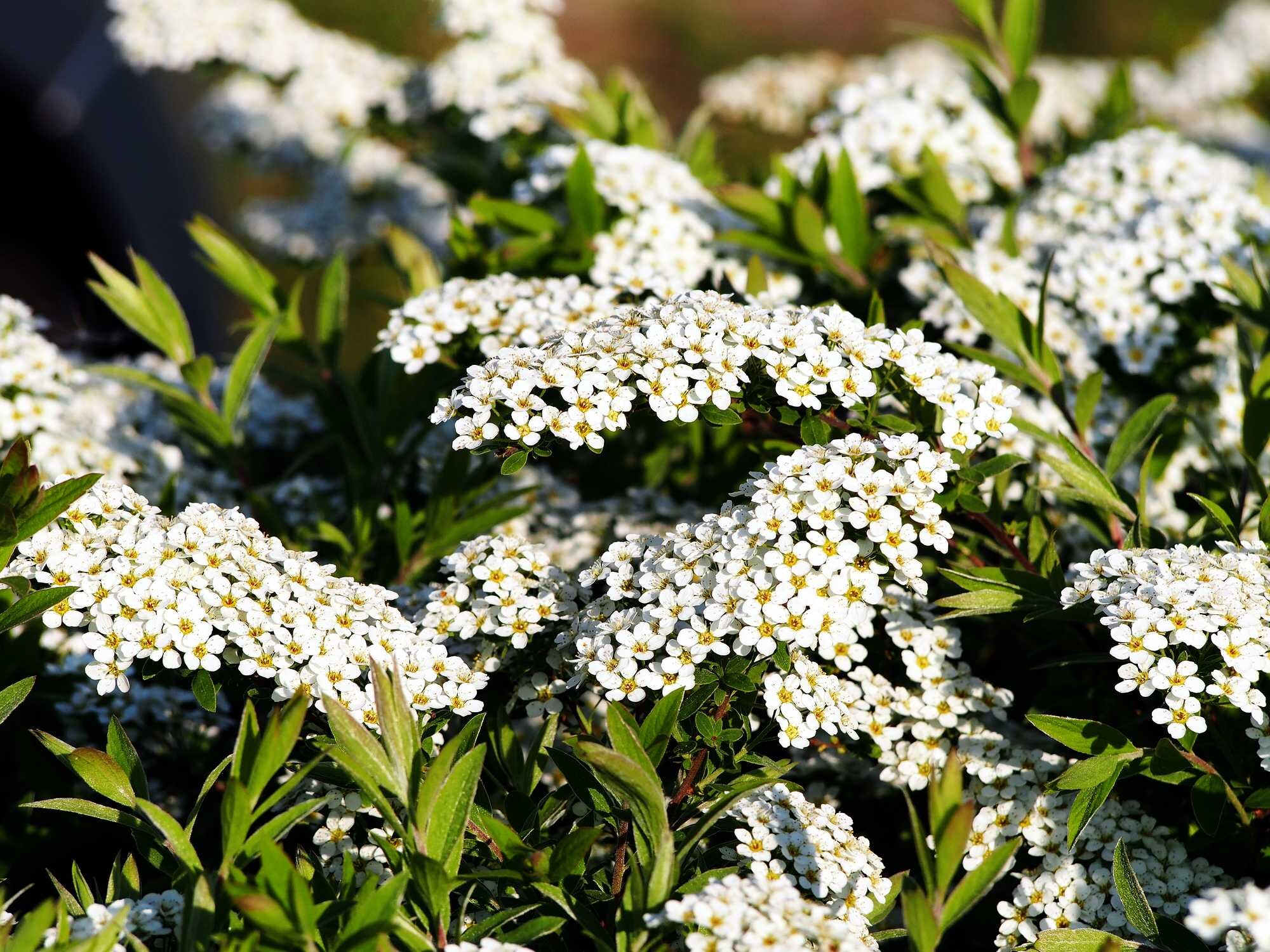 beeld vtwonen Shutterstock / Anna Gratys