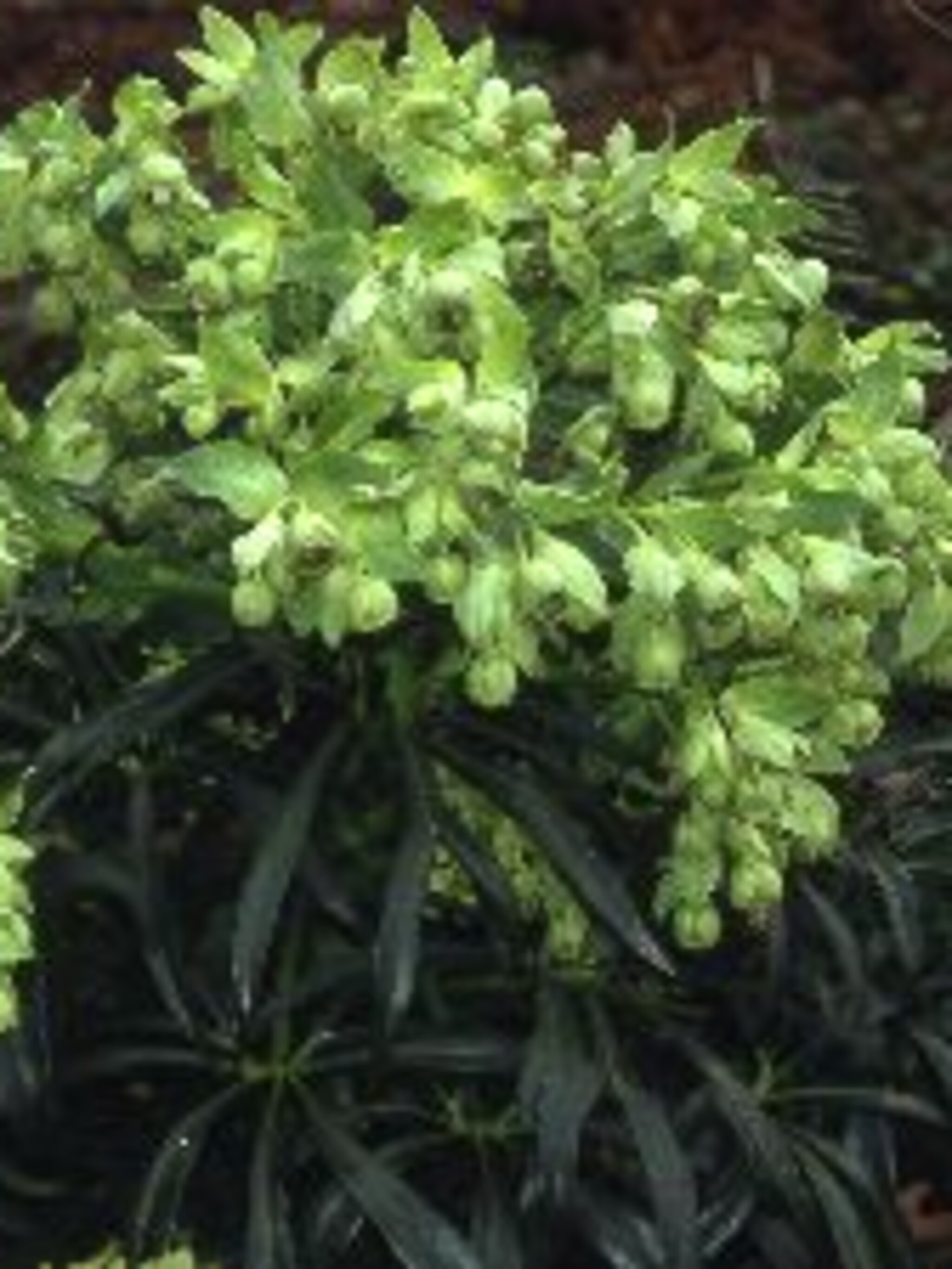 stinkend nieskruid helleborus foetidus