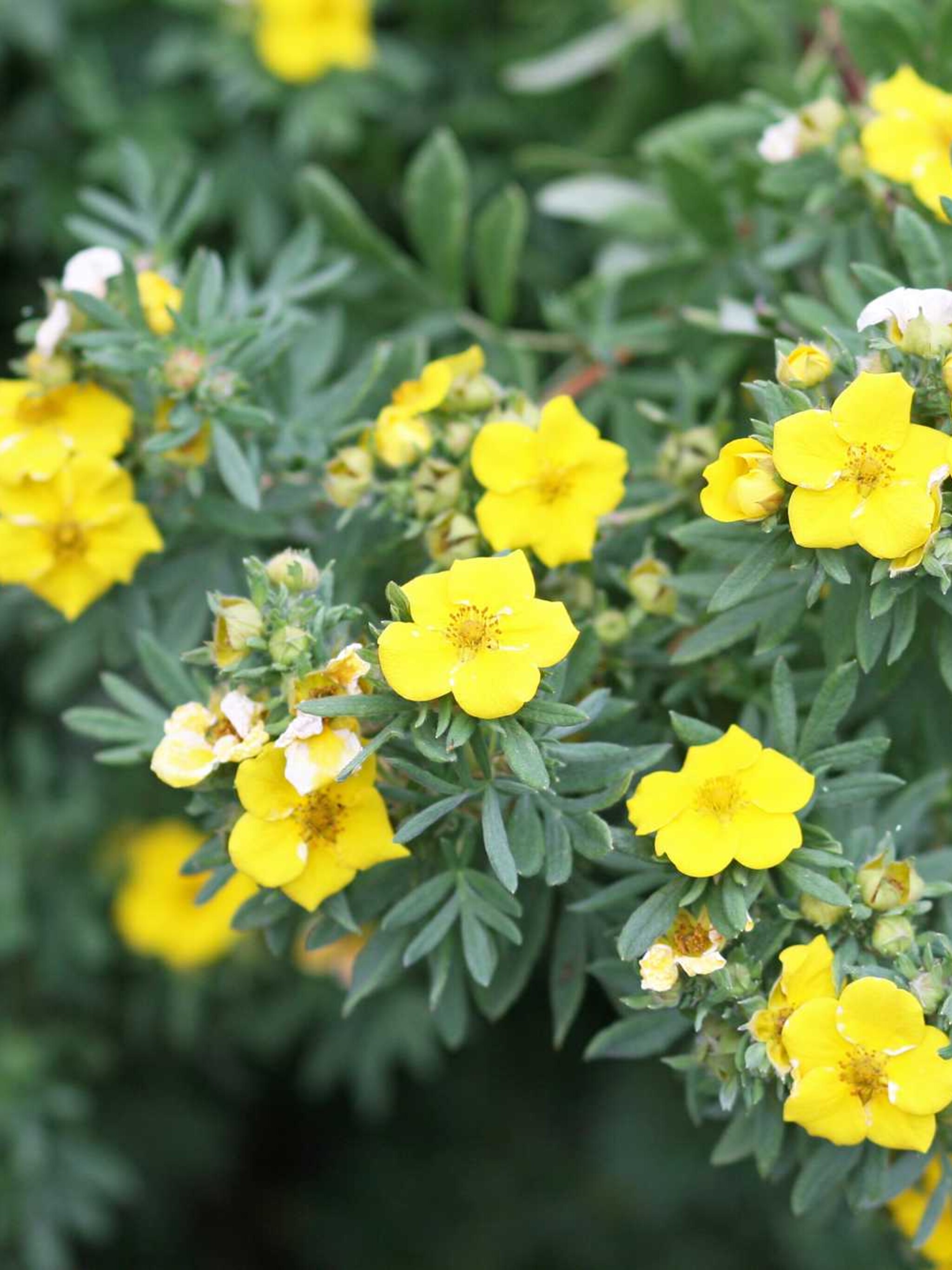 heesterganzerik potentilla fruticosa