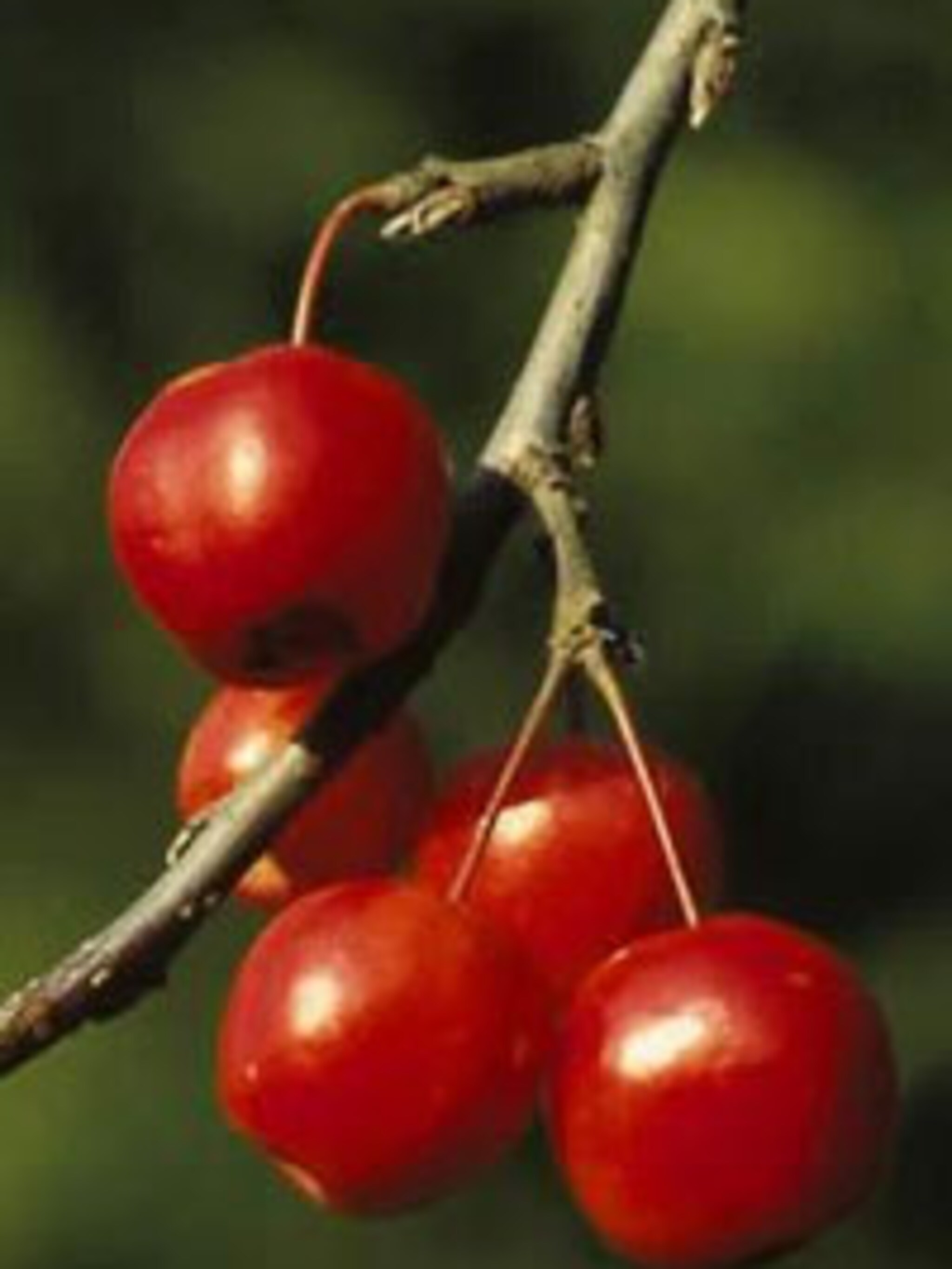 sierappel red sentinel