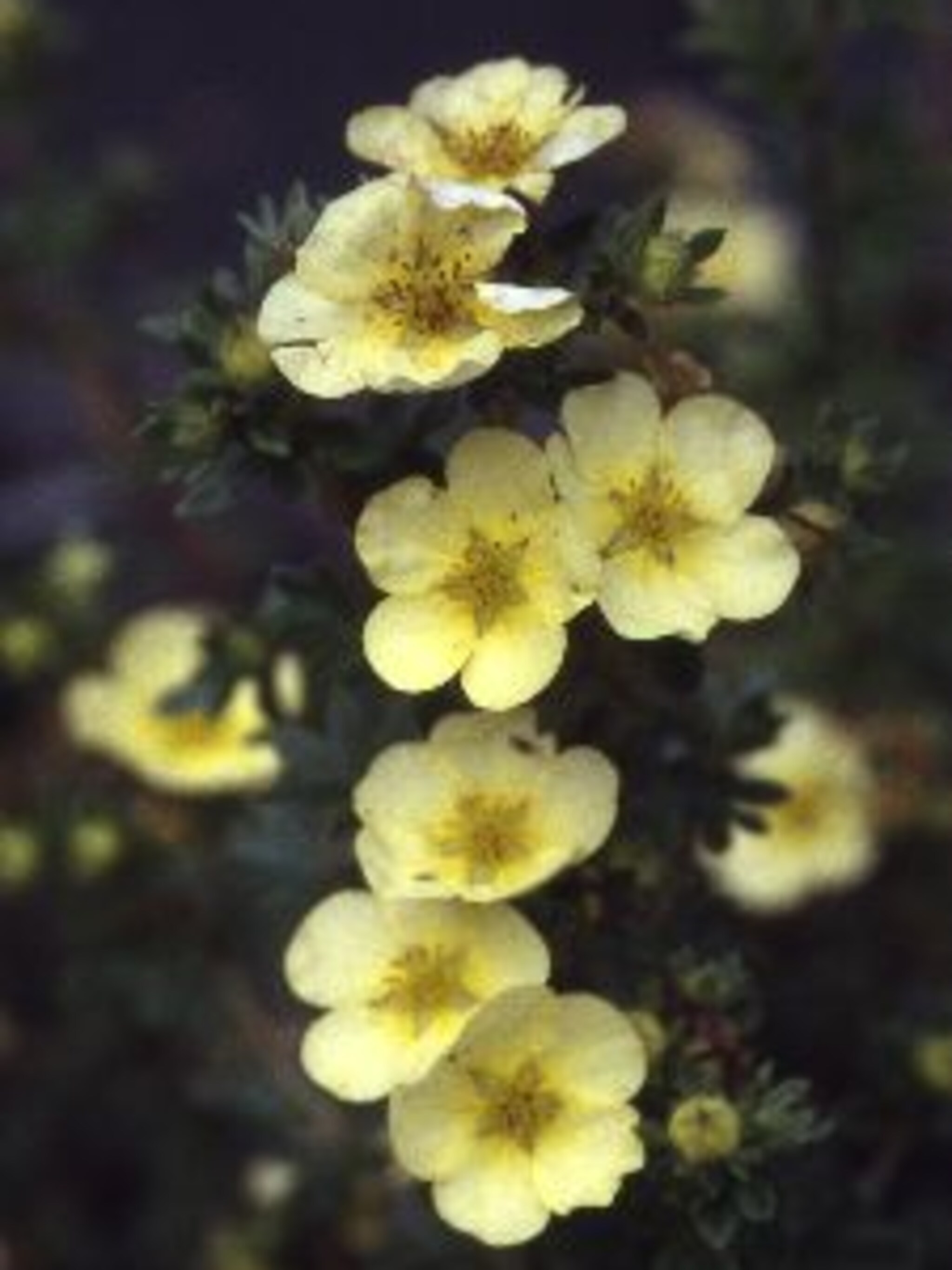heesterganzerik primrose beauty
