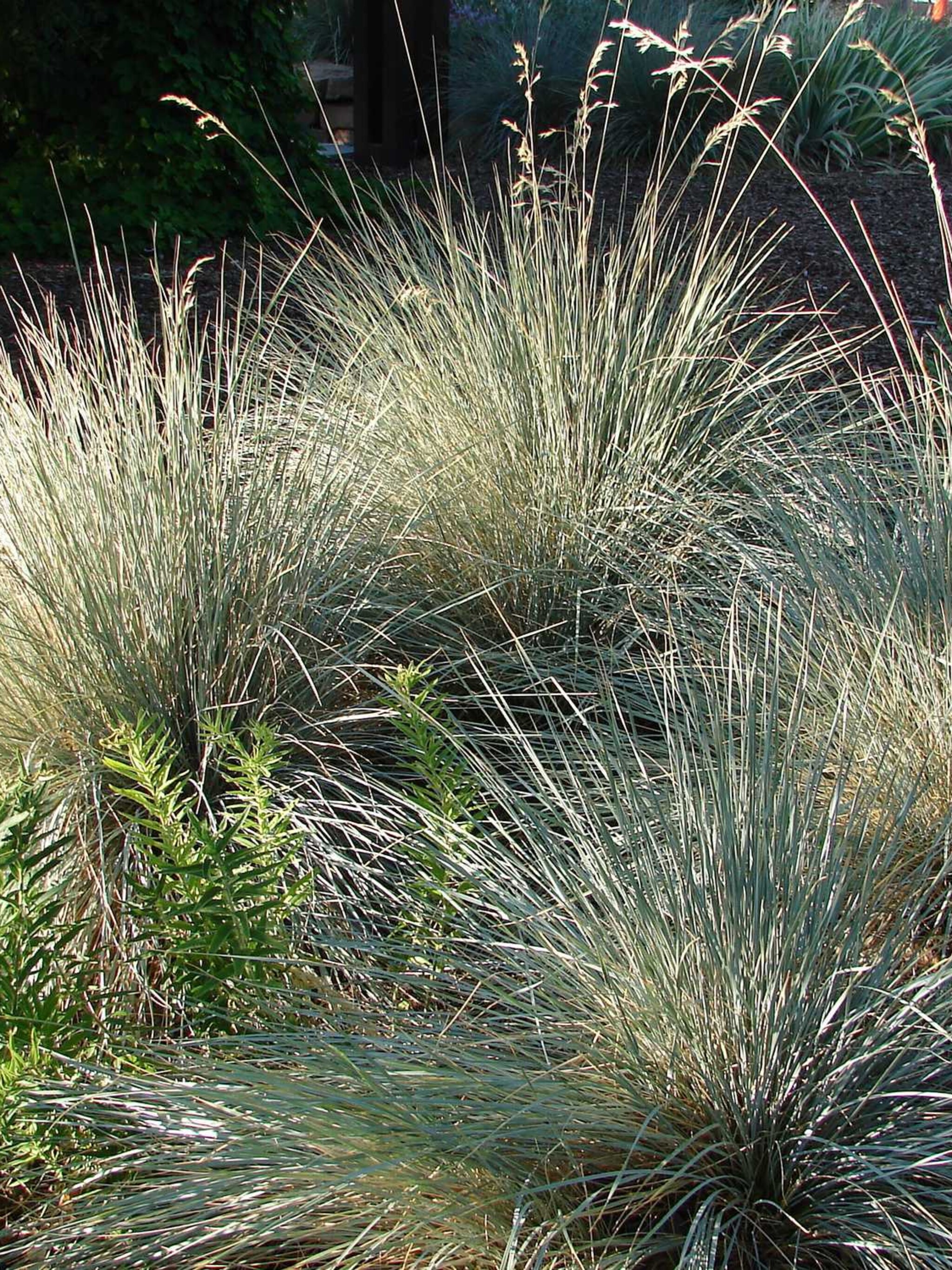 sierhaver pendula