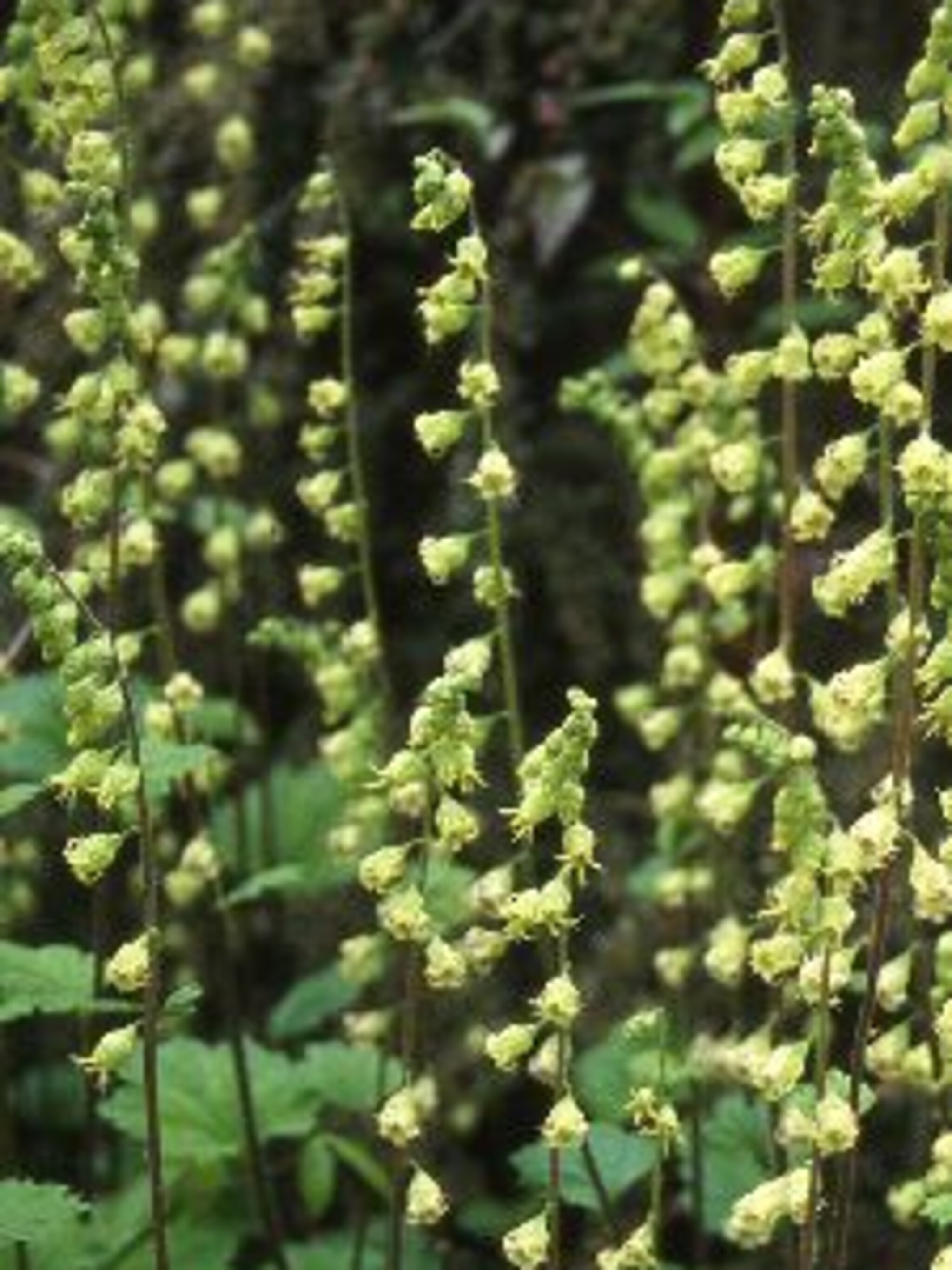 tellima