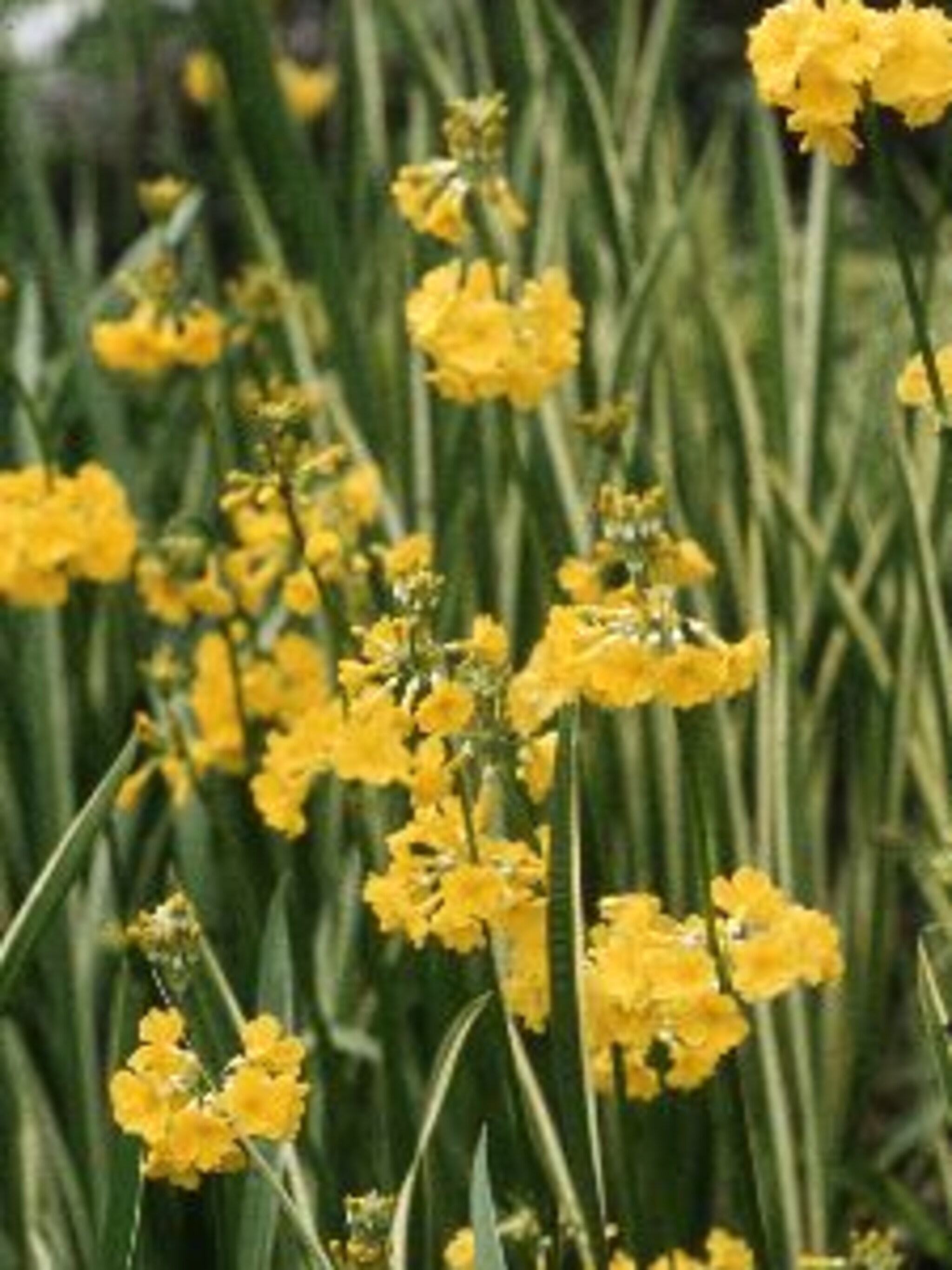 sleutelbloem