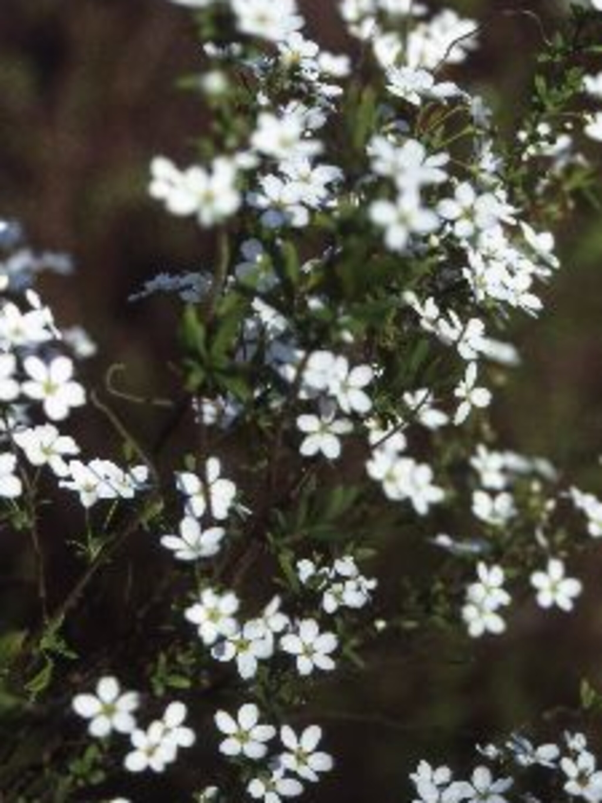 spierstruik spiraea thunbergii