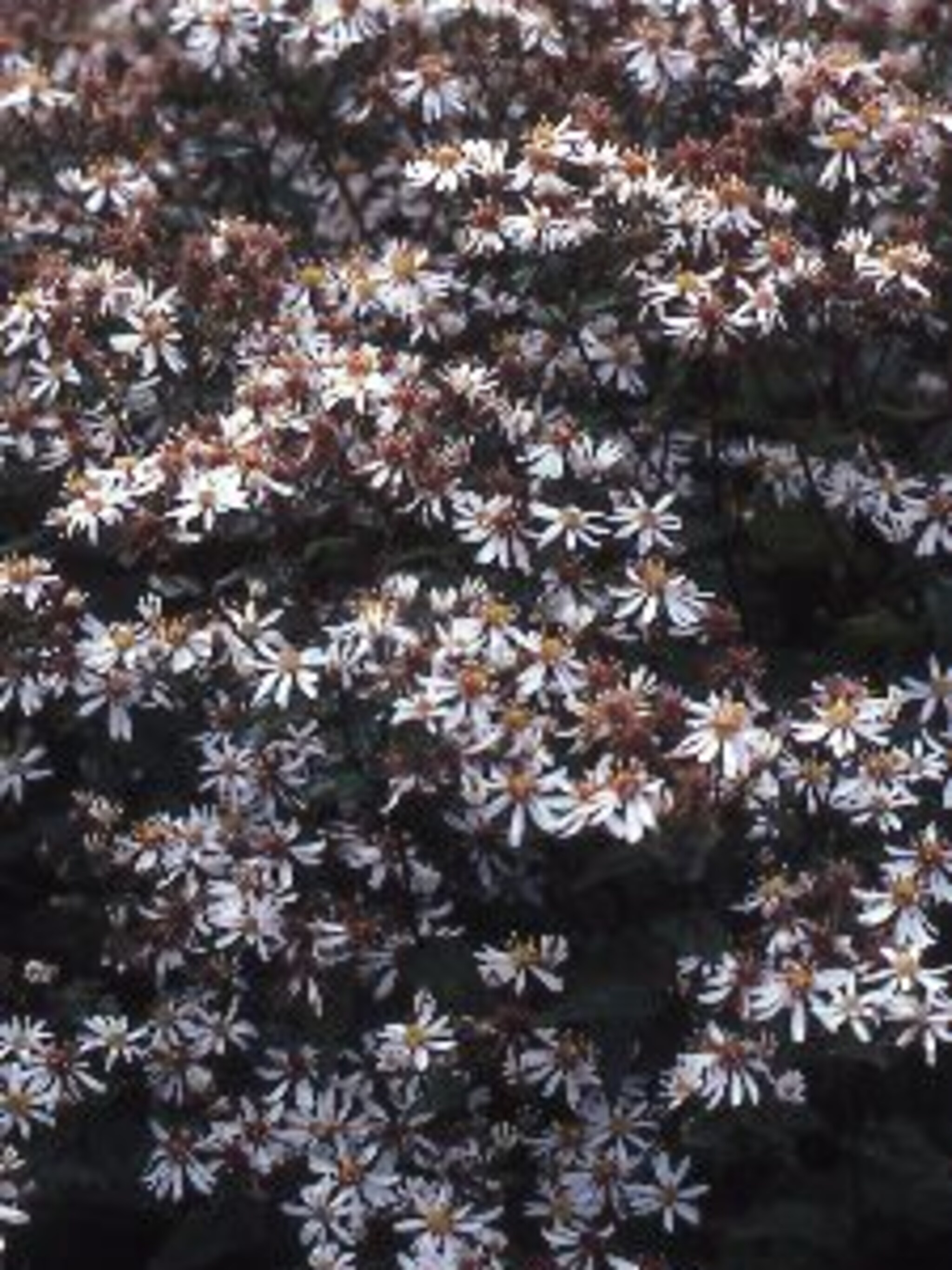 sluieraster aster cordifolius