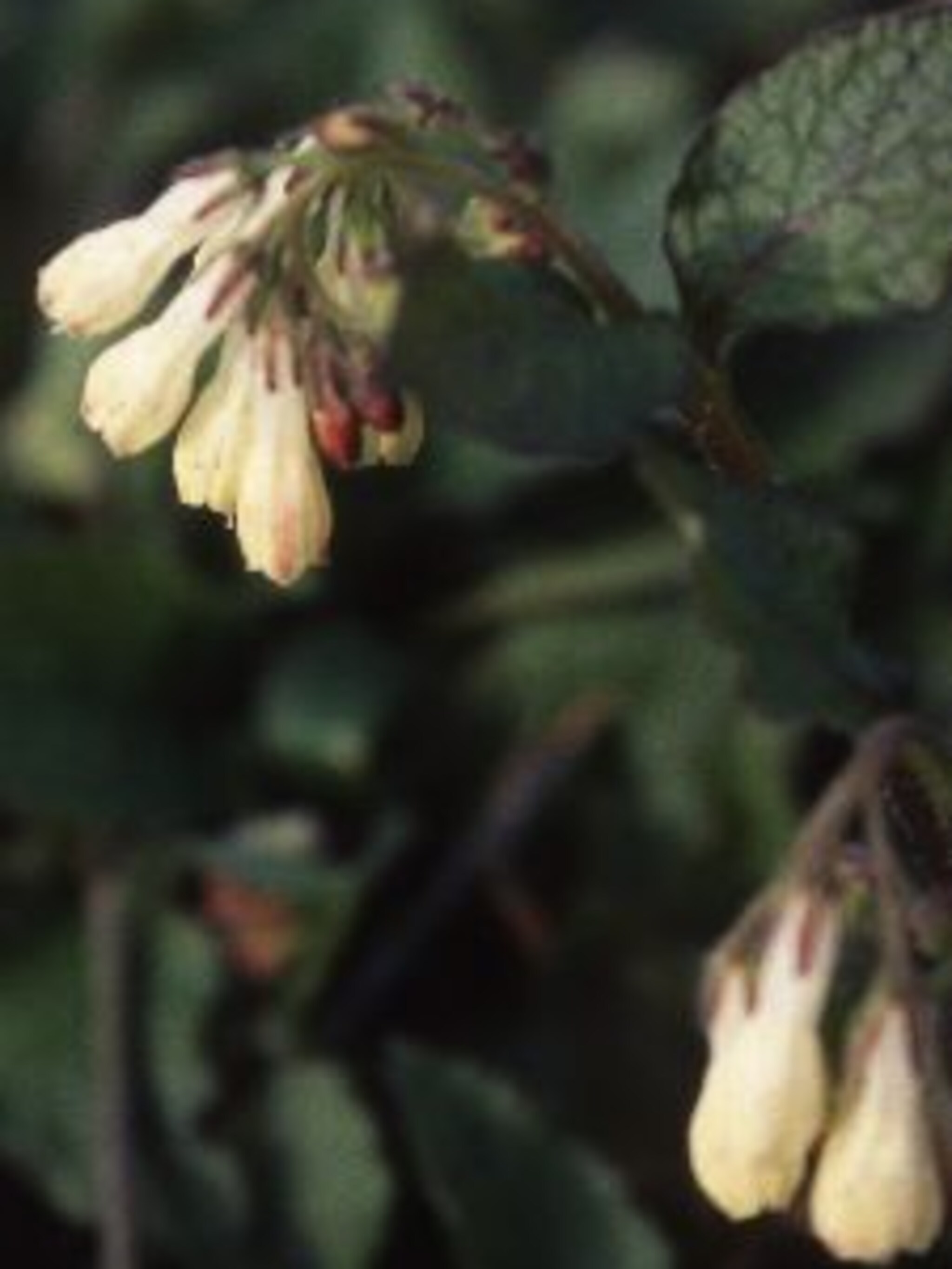 smeerwortel symphytum grandiflorum