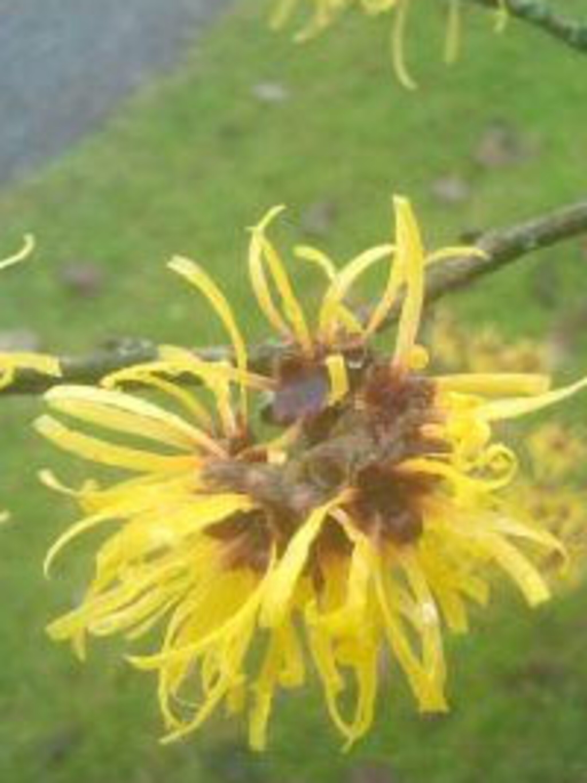 toverhazelaar hamamelis mollis