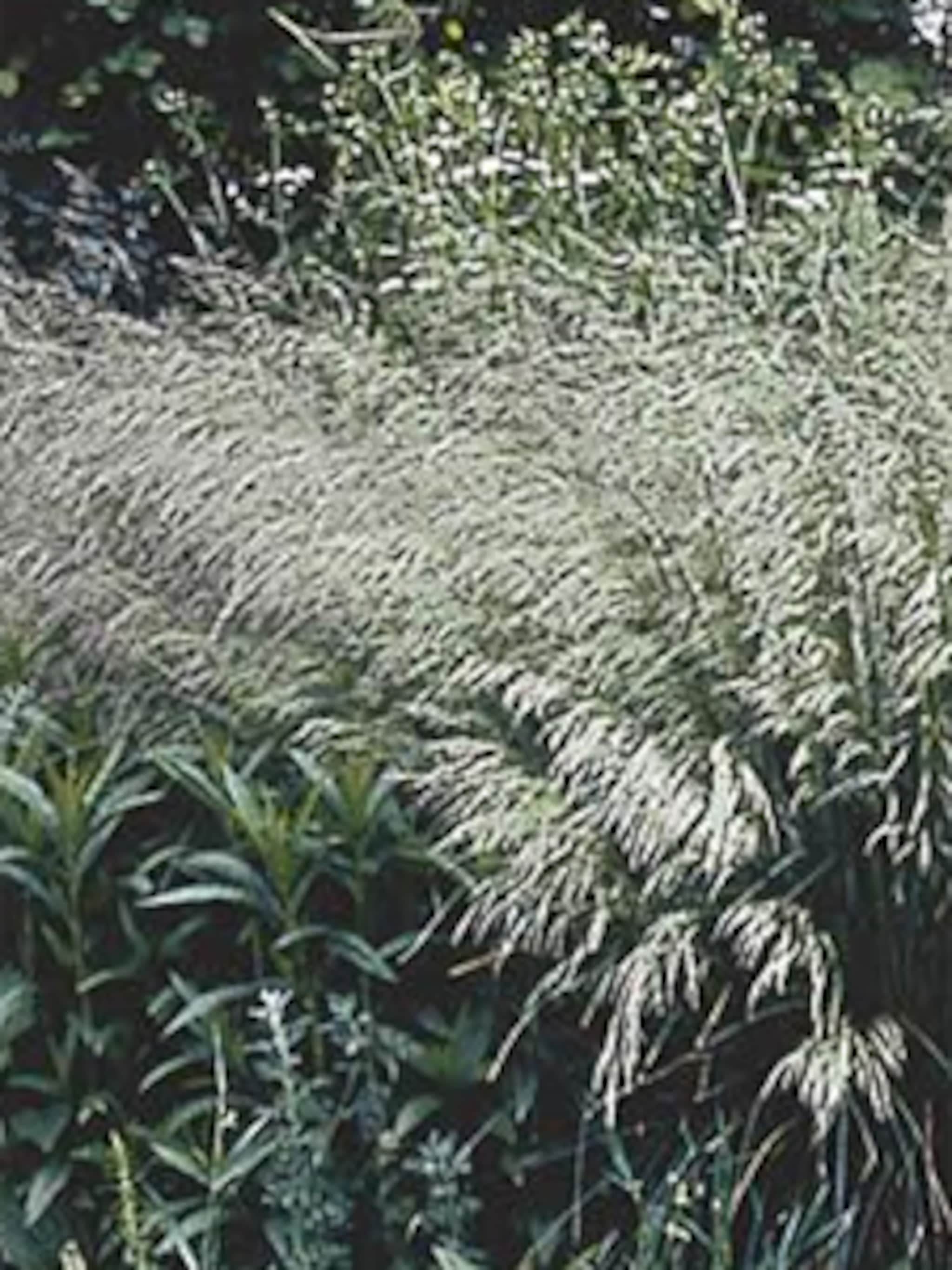 smele deschampsia cespitosa