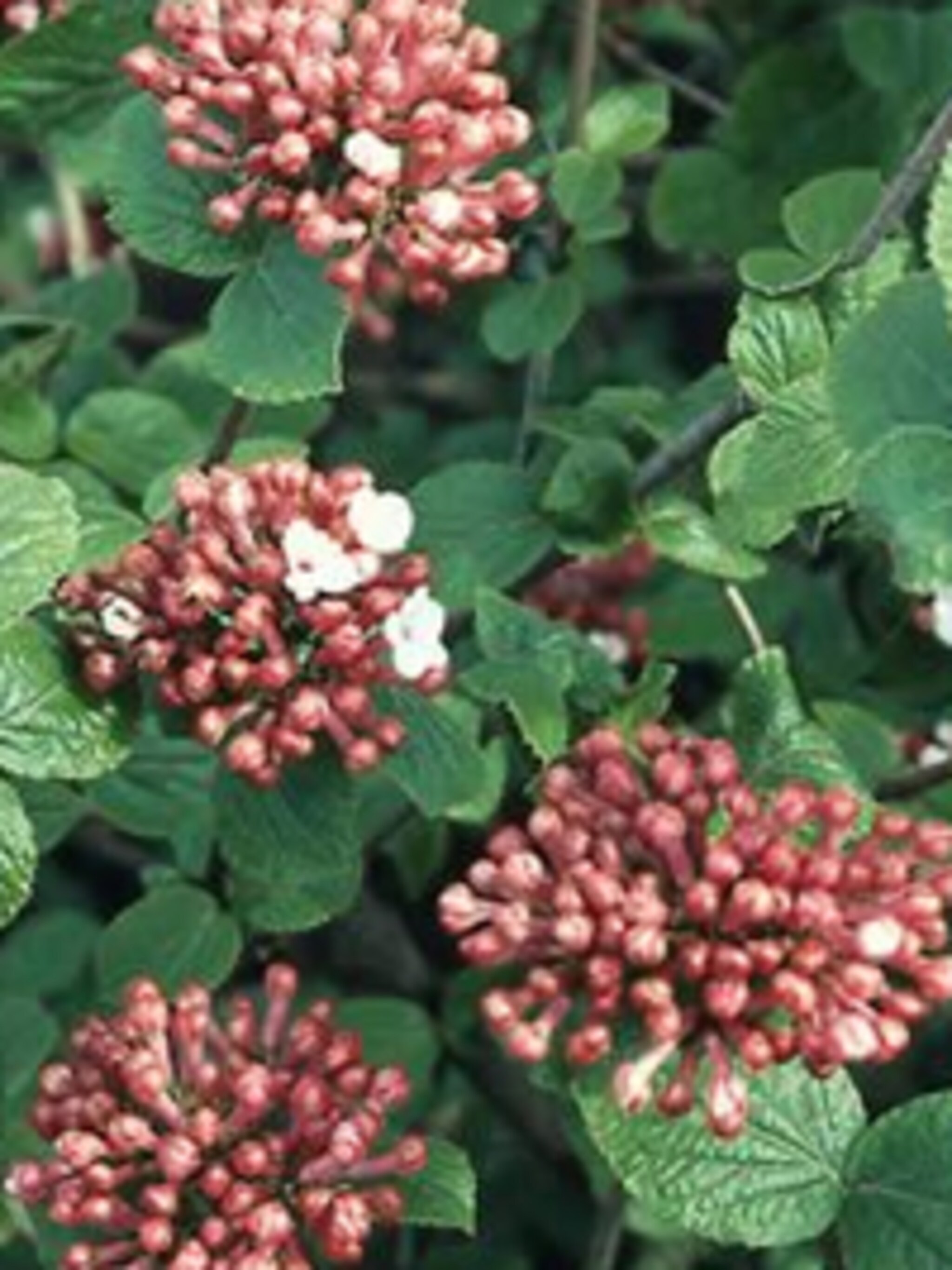sneeuwbal viburnum carlesii