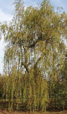 beeld vtwonen