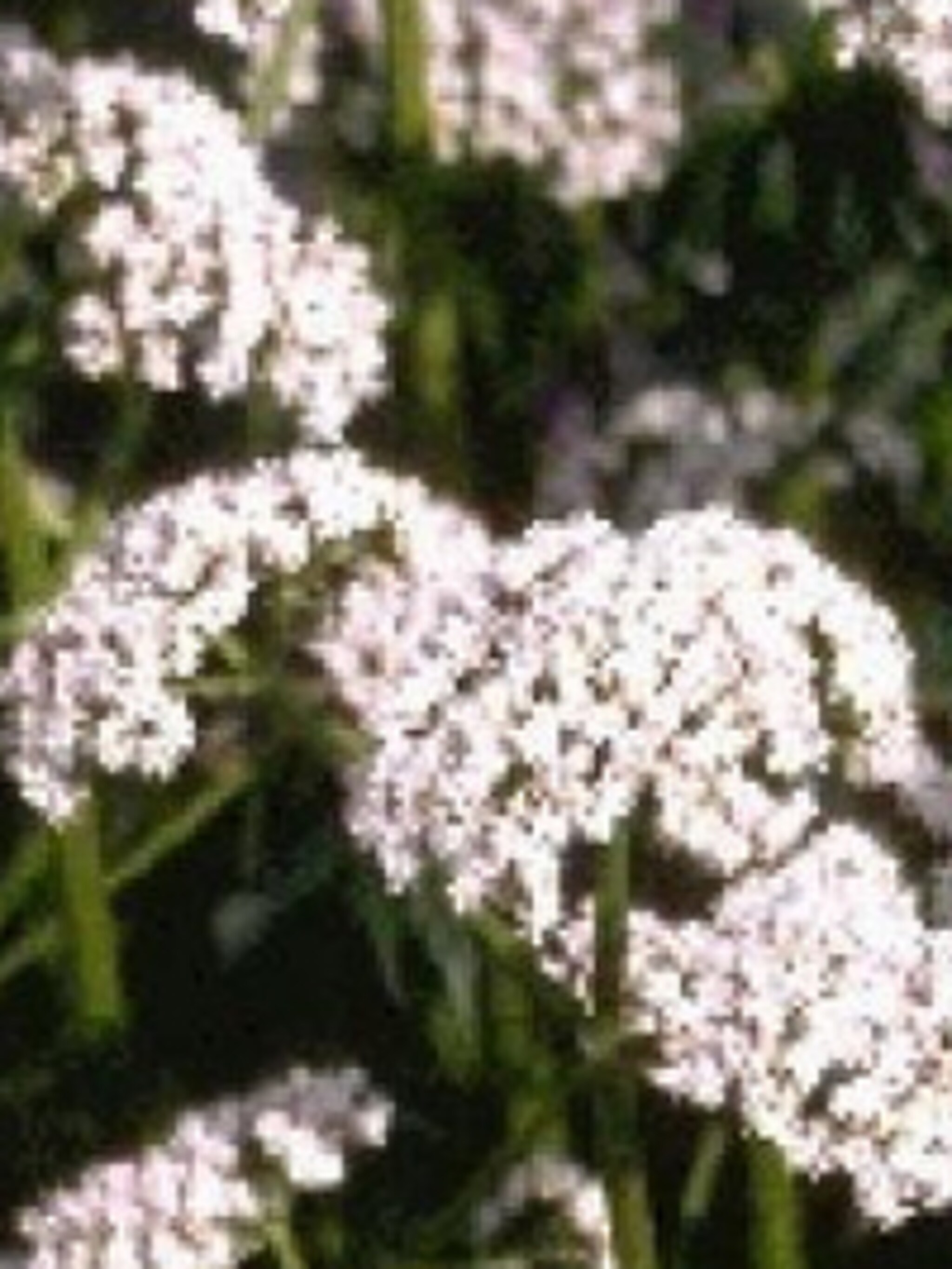 valeriaan valeriana officinalis