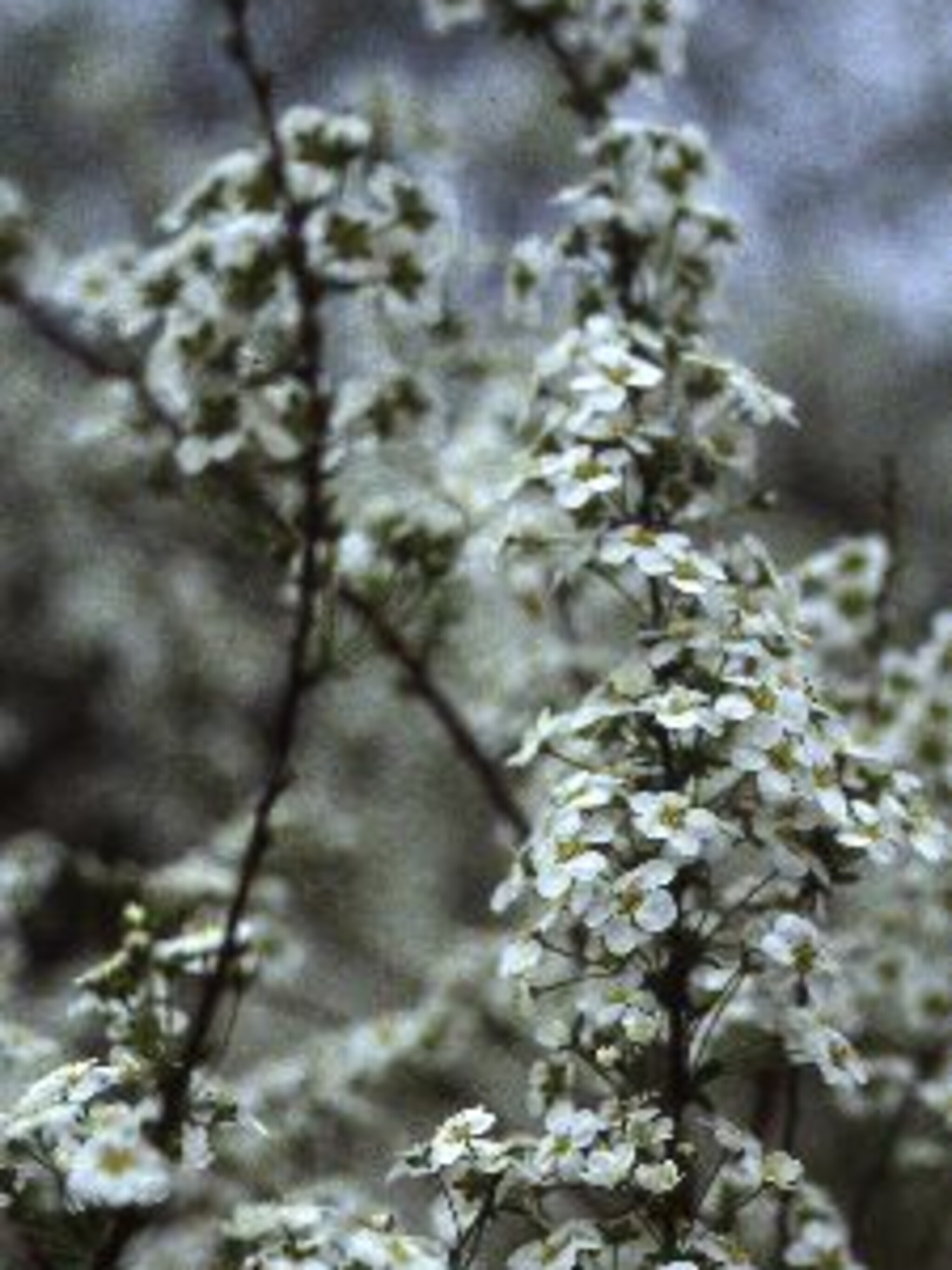 spierstruik spiraea arguta
