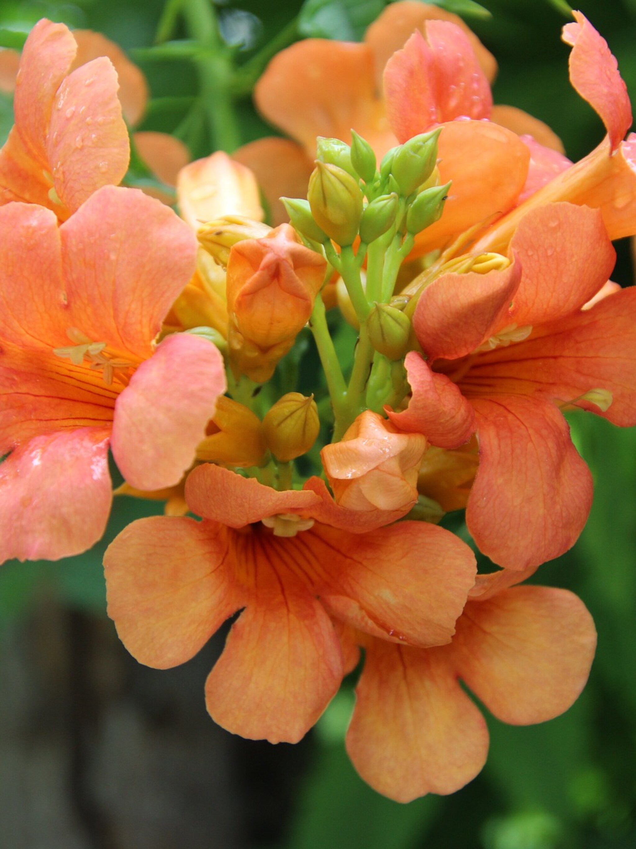 trompetbloem campsis grandiflora