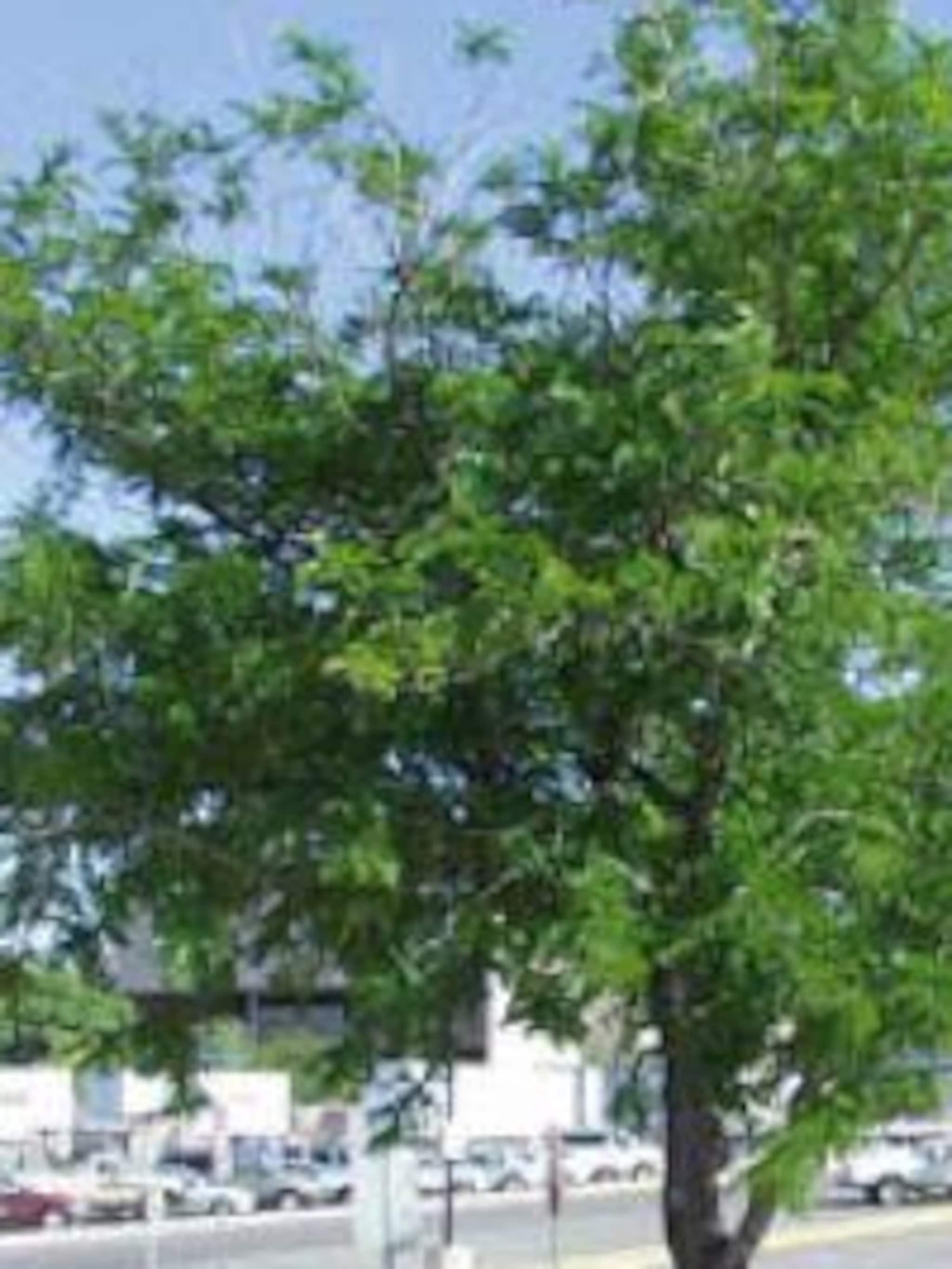 valse christusdoorn gleditsia triacanthos