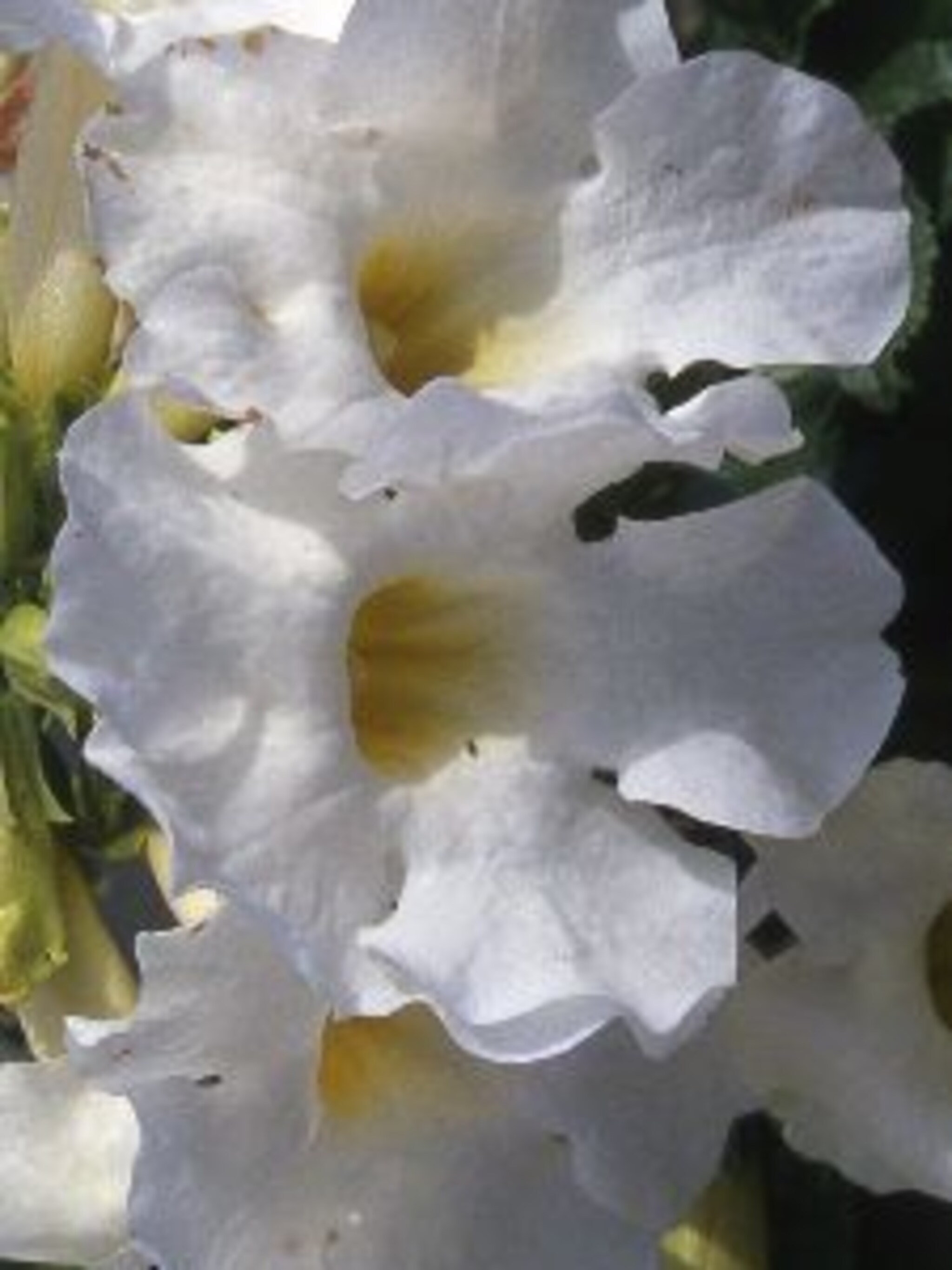 tuingloxinia