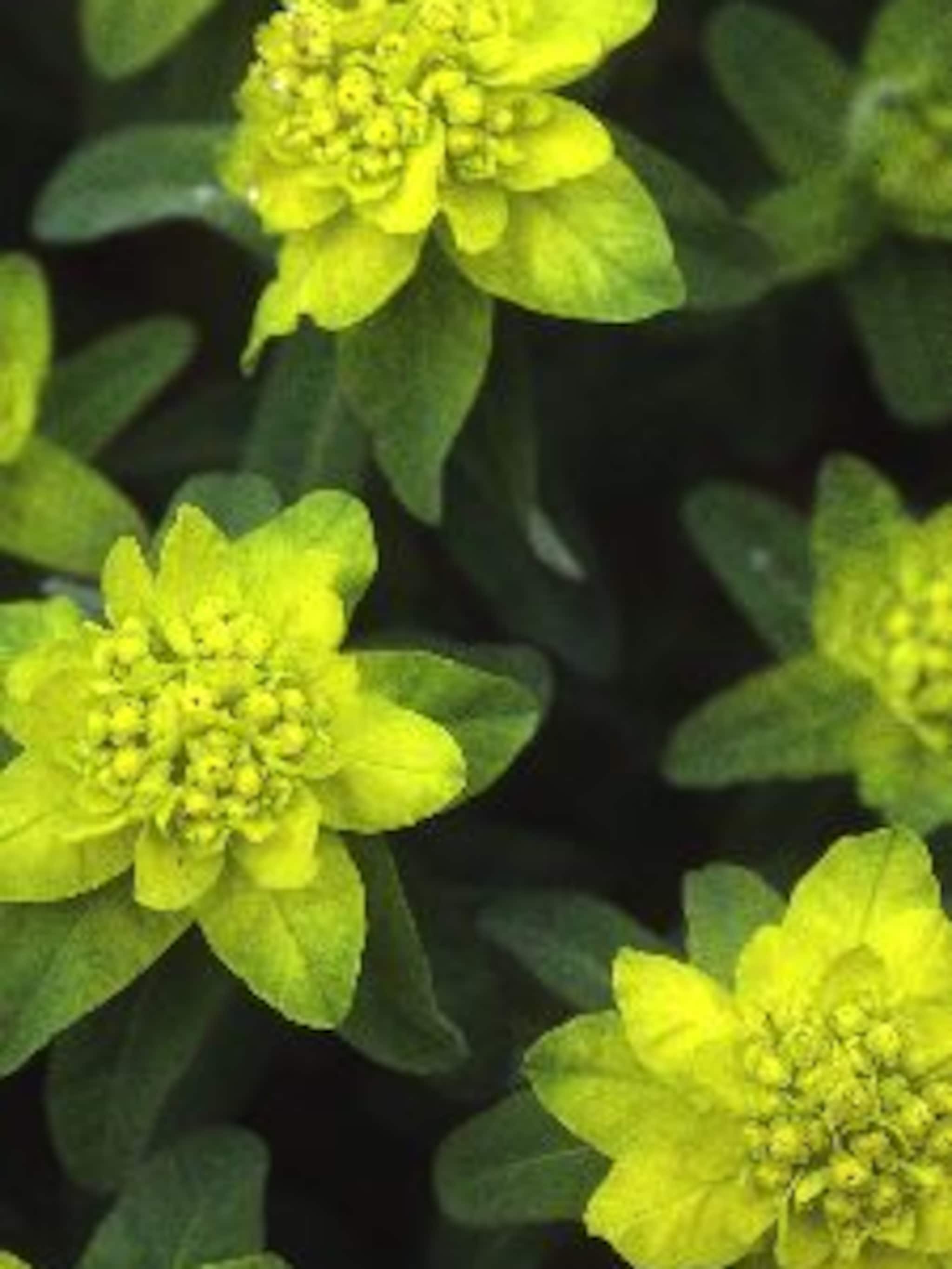 wolfsmelk euphorbia polychroma