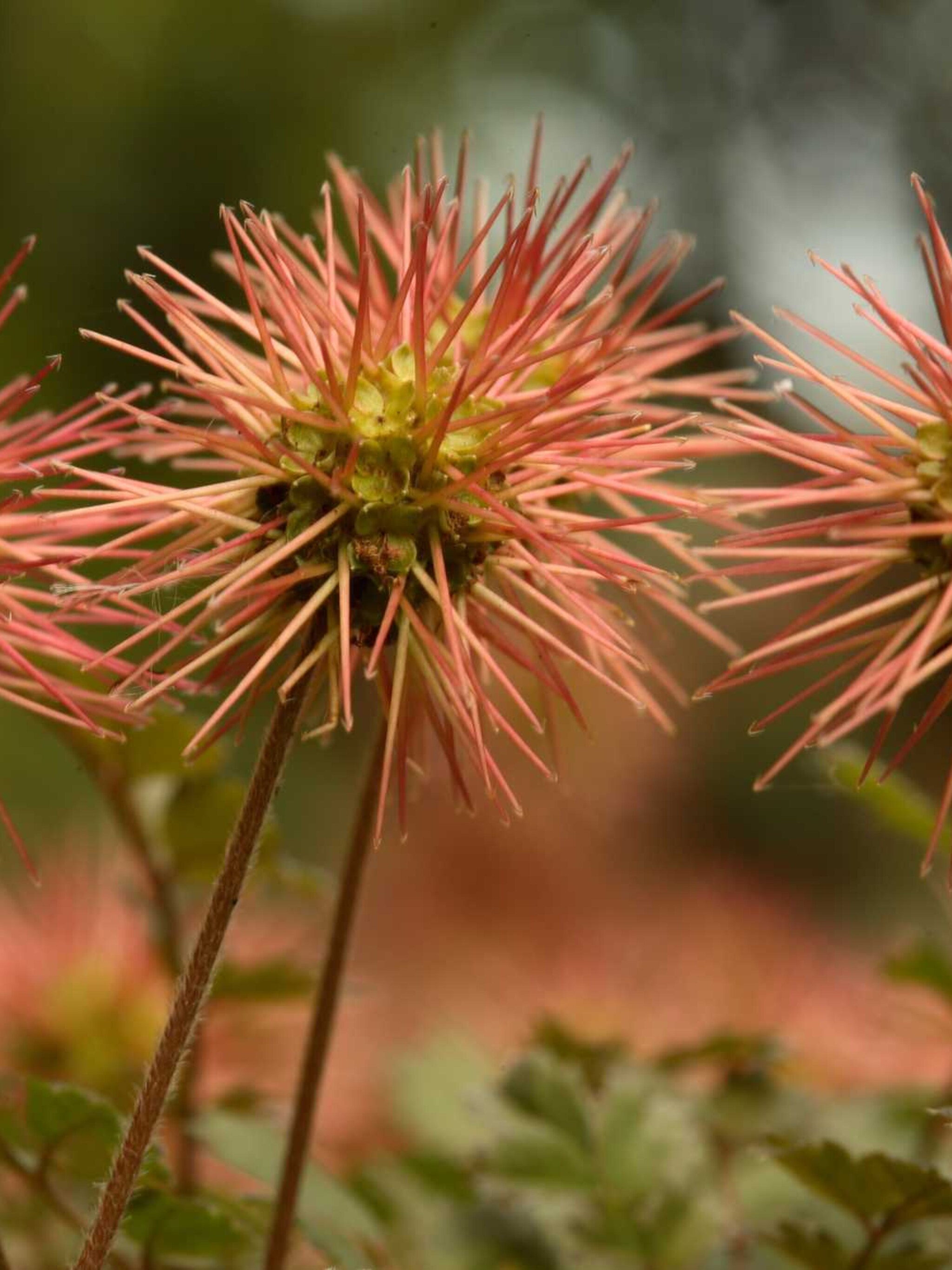stekelnootje acaena novae zelandiae