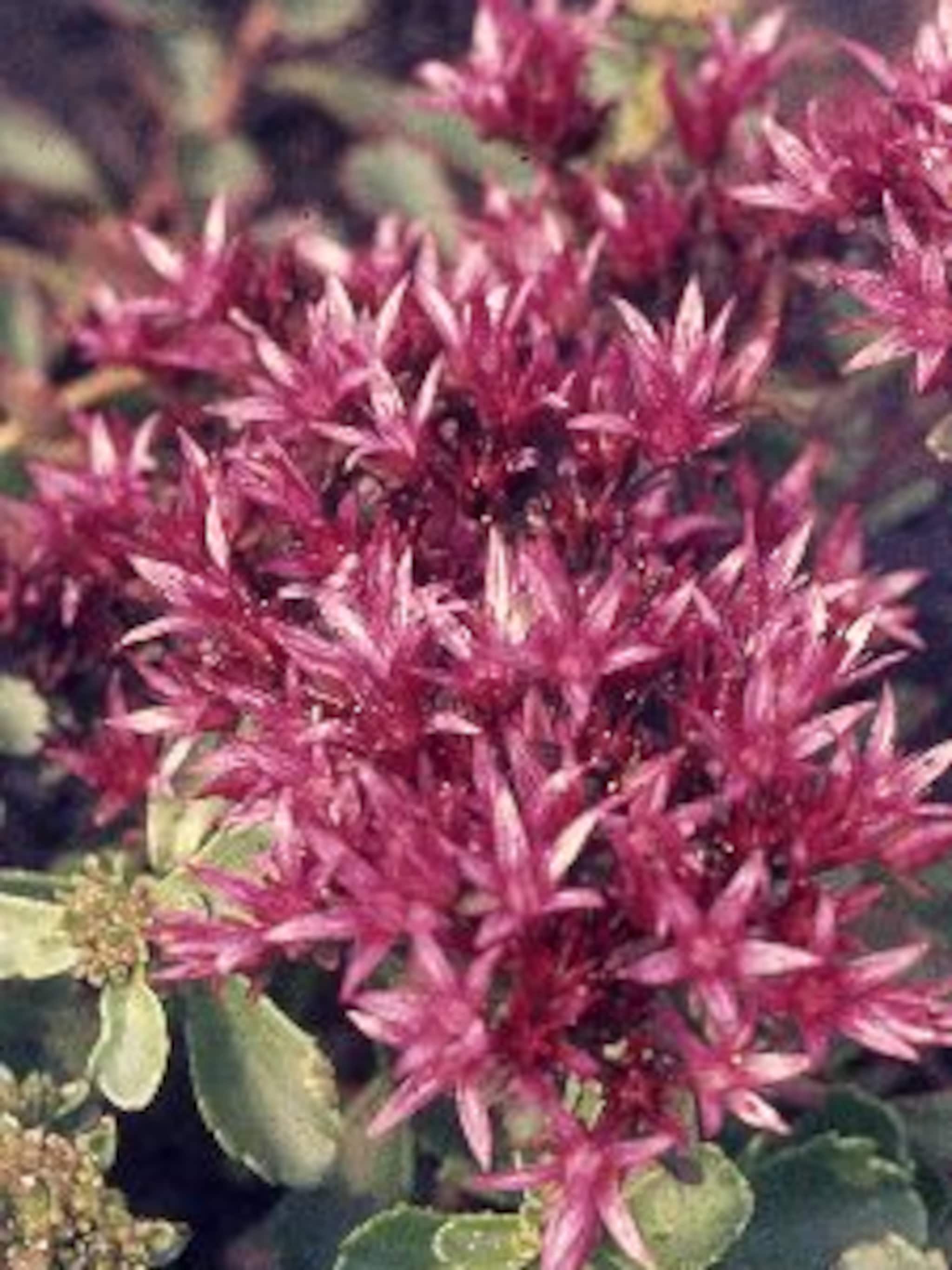 vetkruid sedum spurium