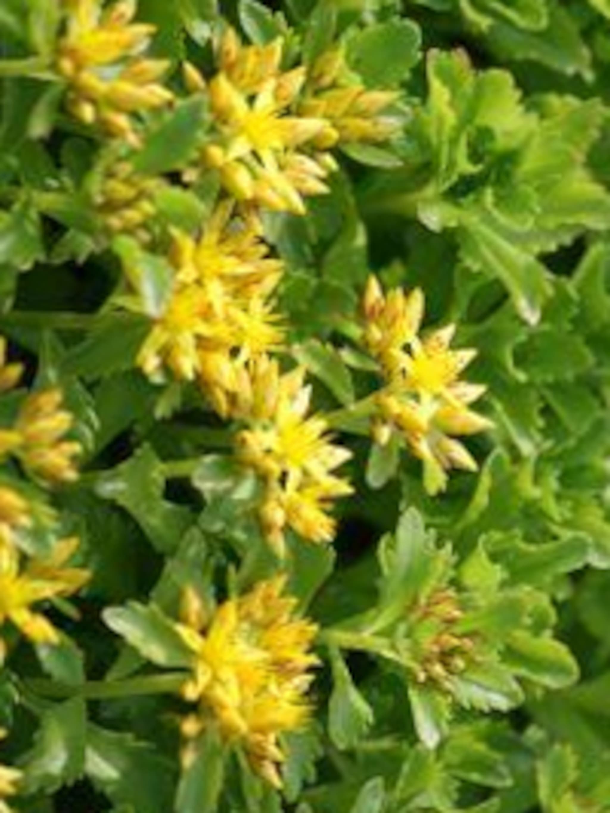vetkruid sedum kamtschaticum