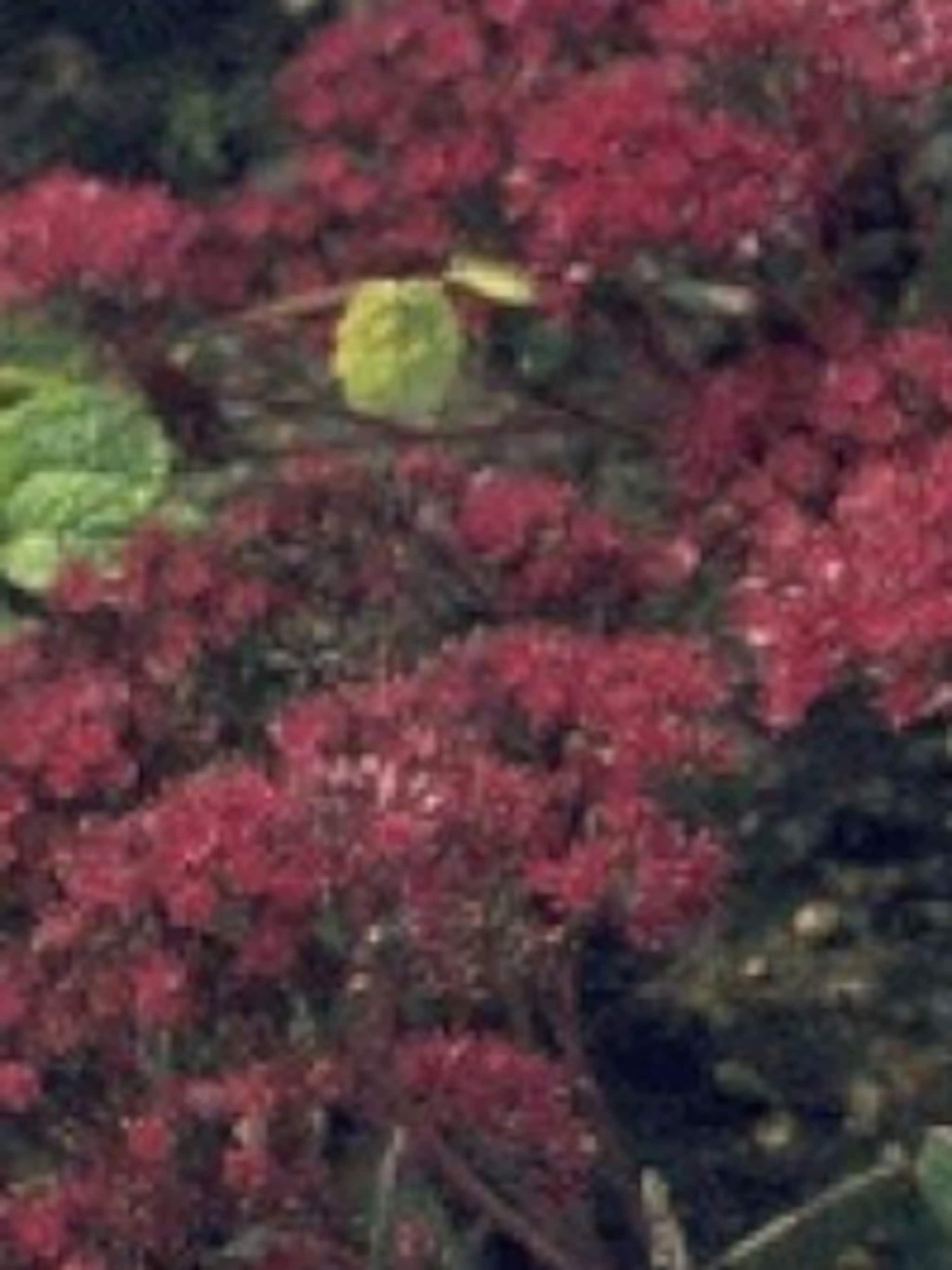 vetkruid robustum