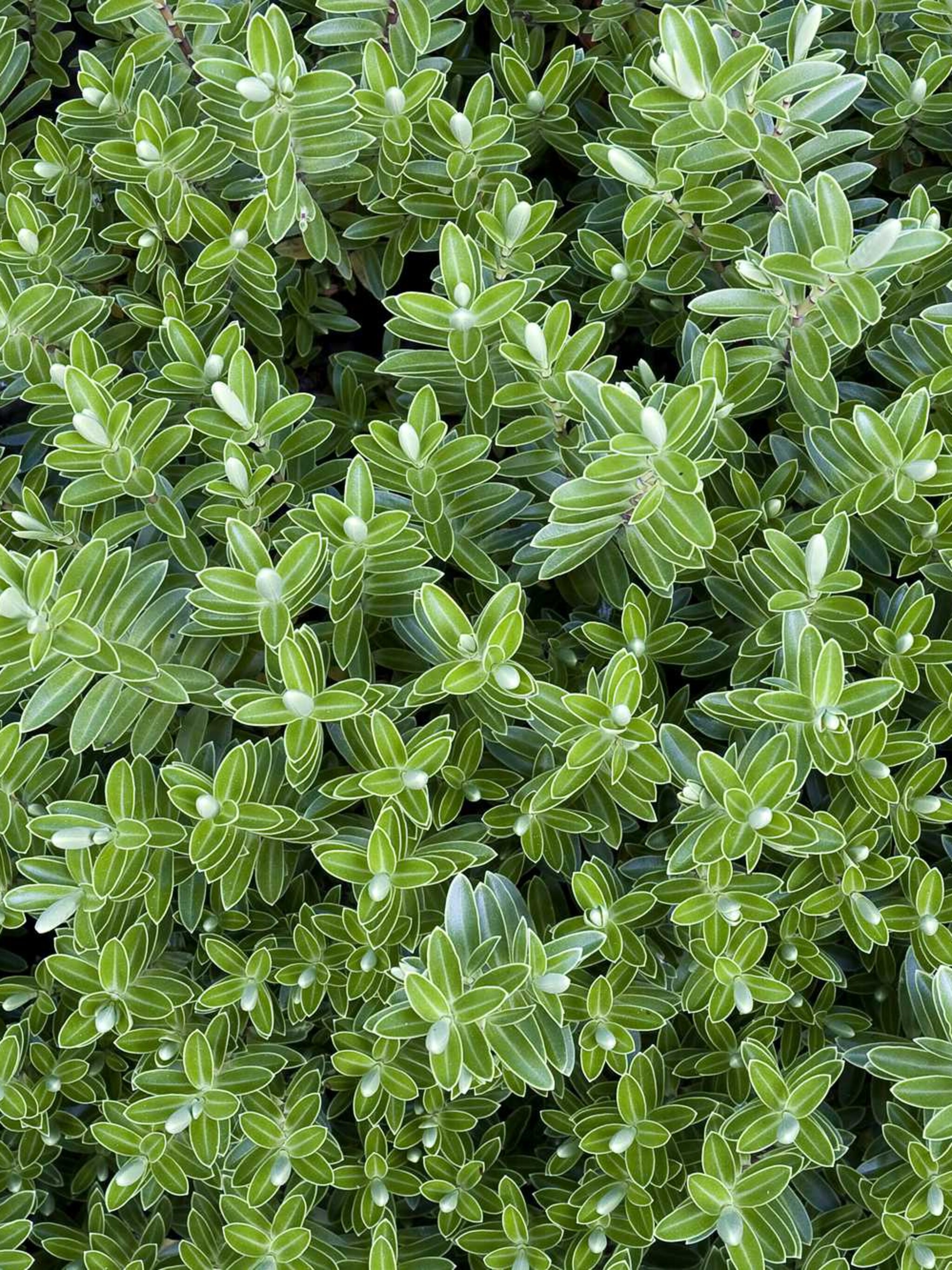 struikveronica hebe pinguifolia