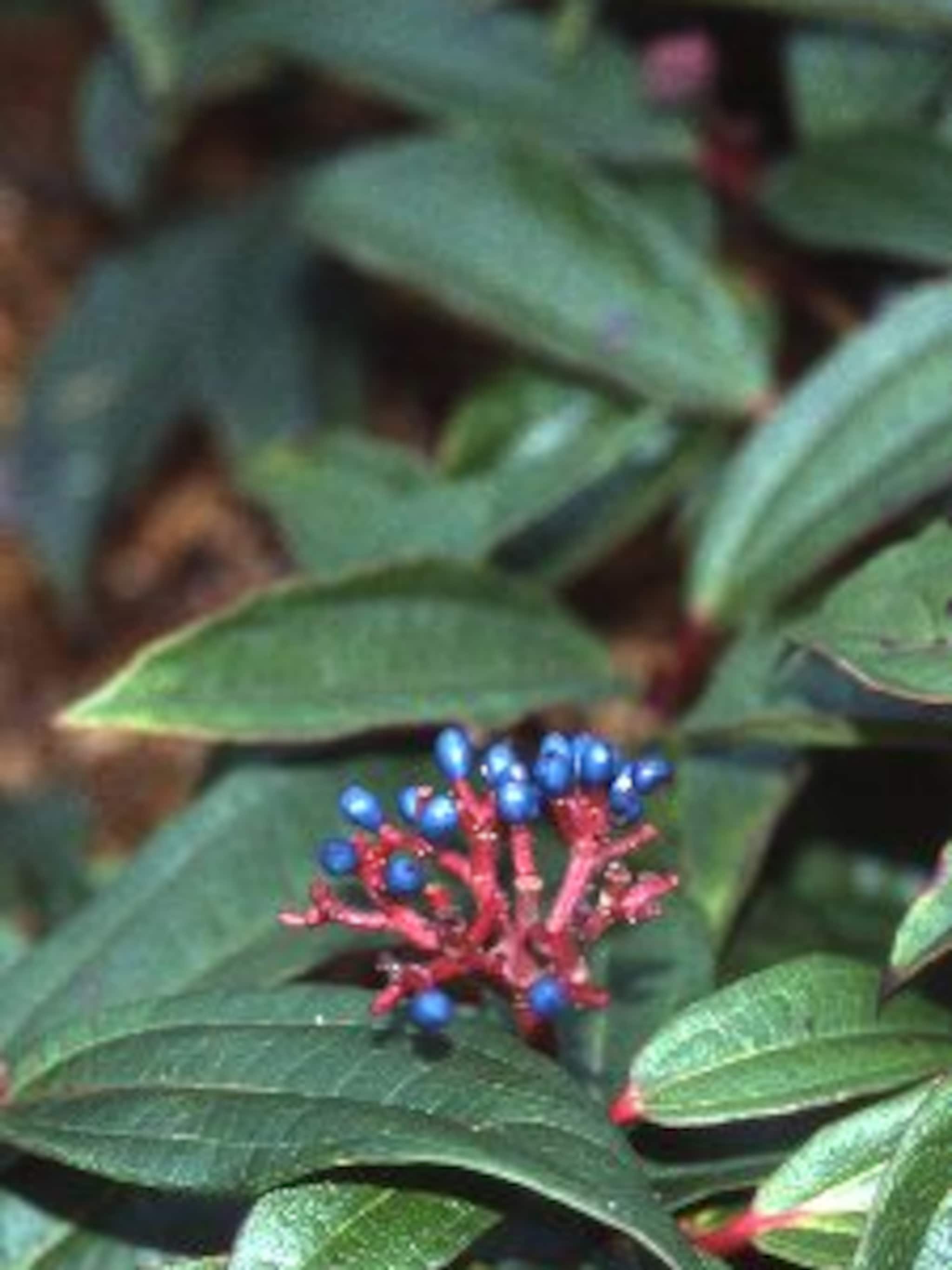 sneeuwbal viburnum davidii
