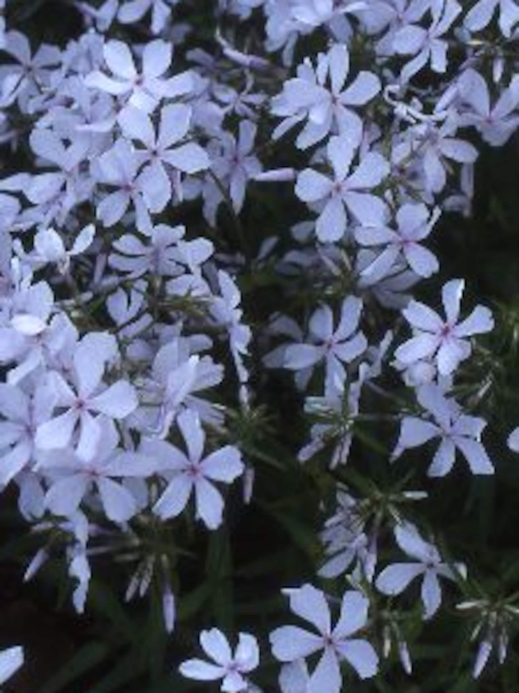 floks clouds of perfume