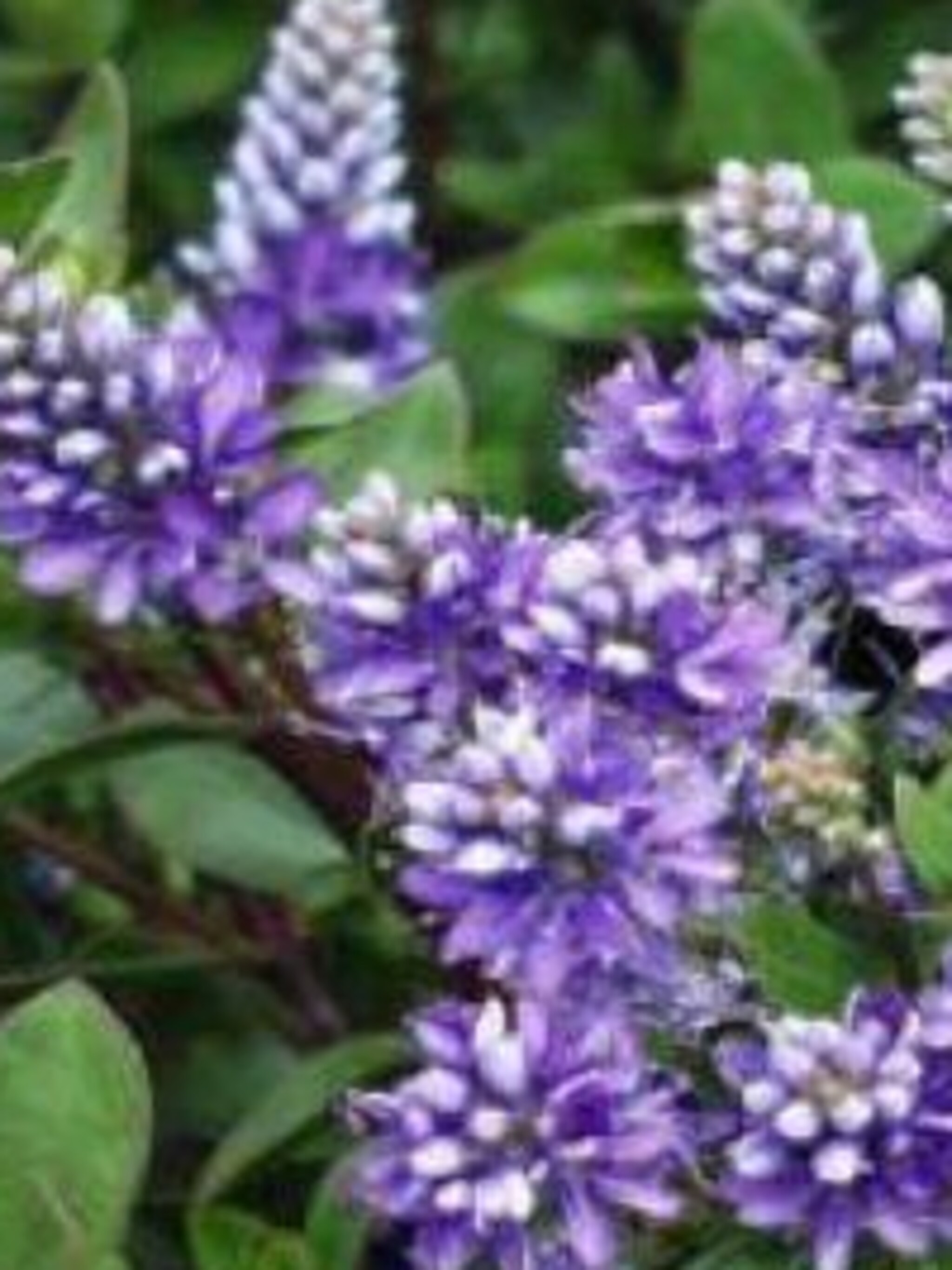 struikveronica autumn glory