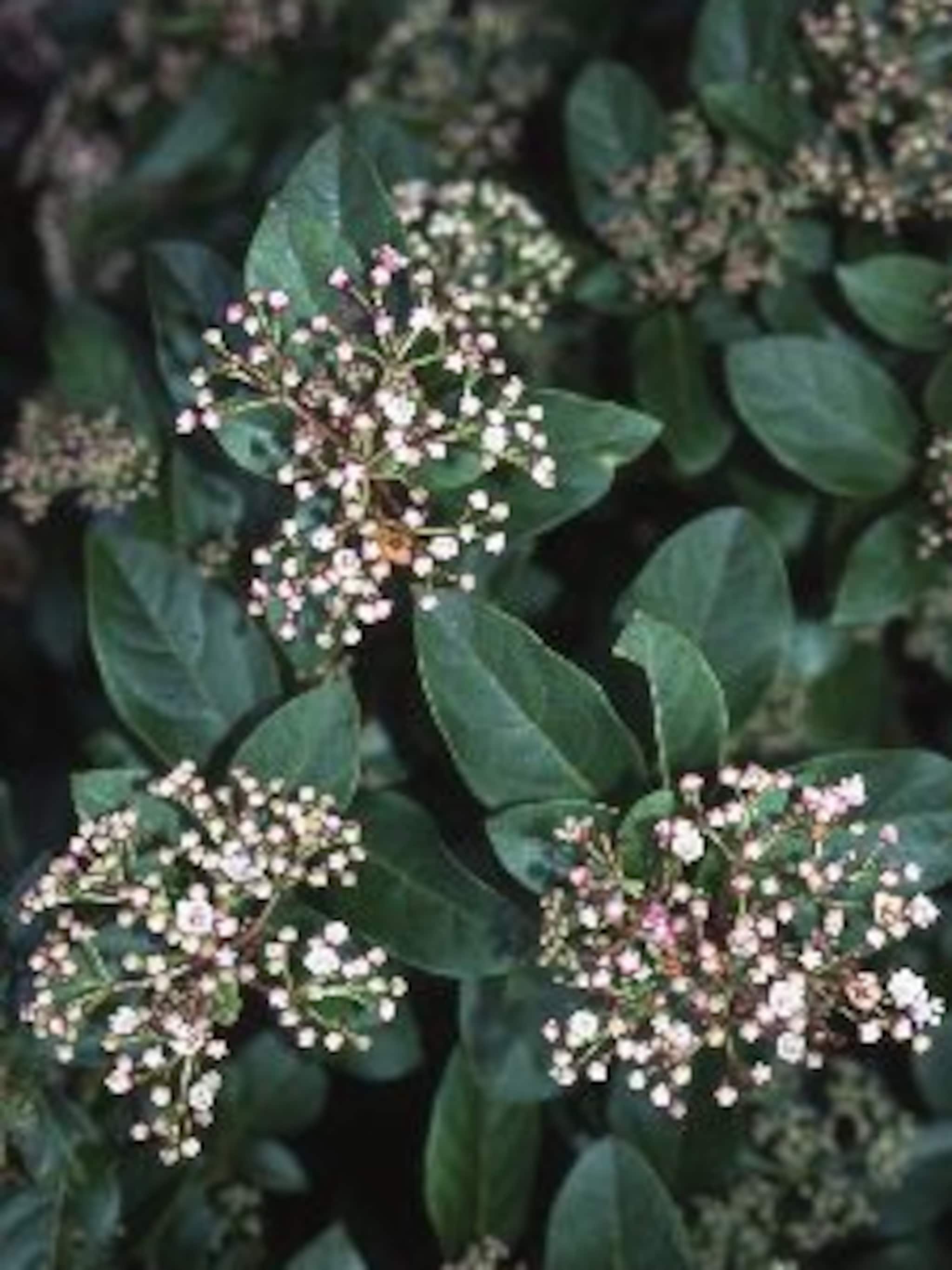 sneeuwbal viburnum tinus