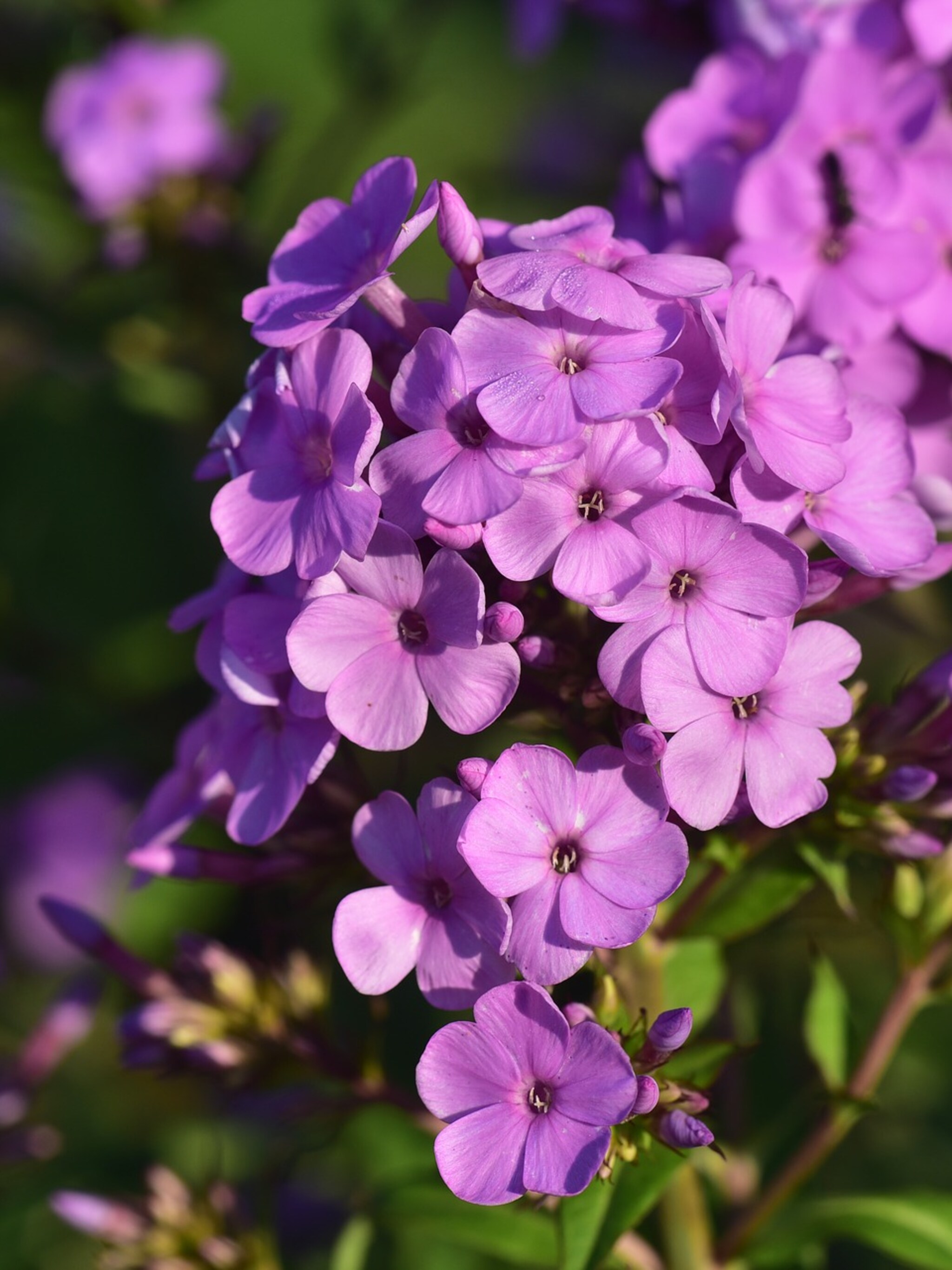 floks phlox maculata groep
