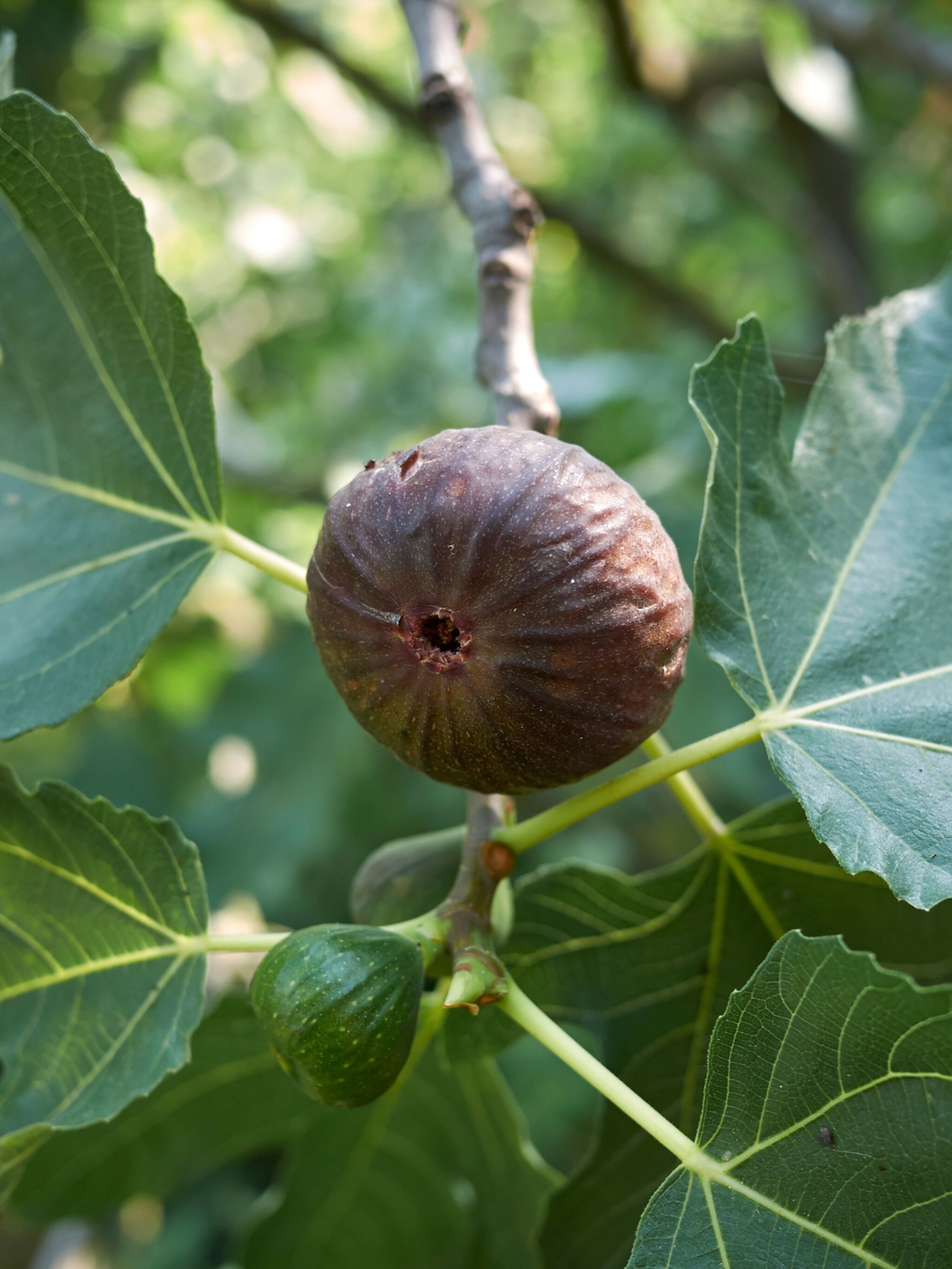 vijgenboom ficus carica