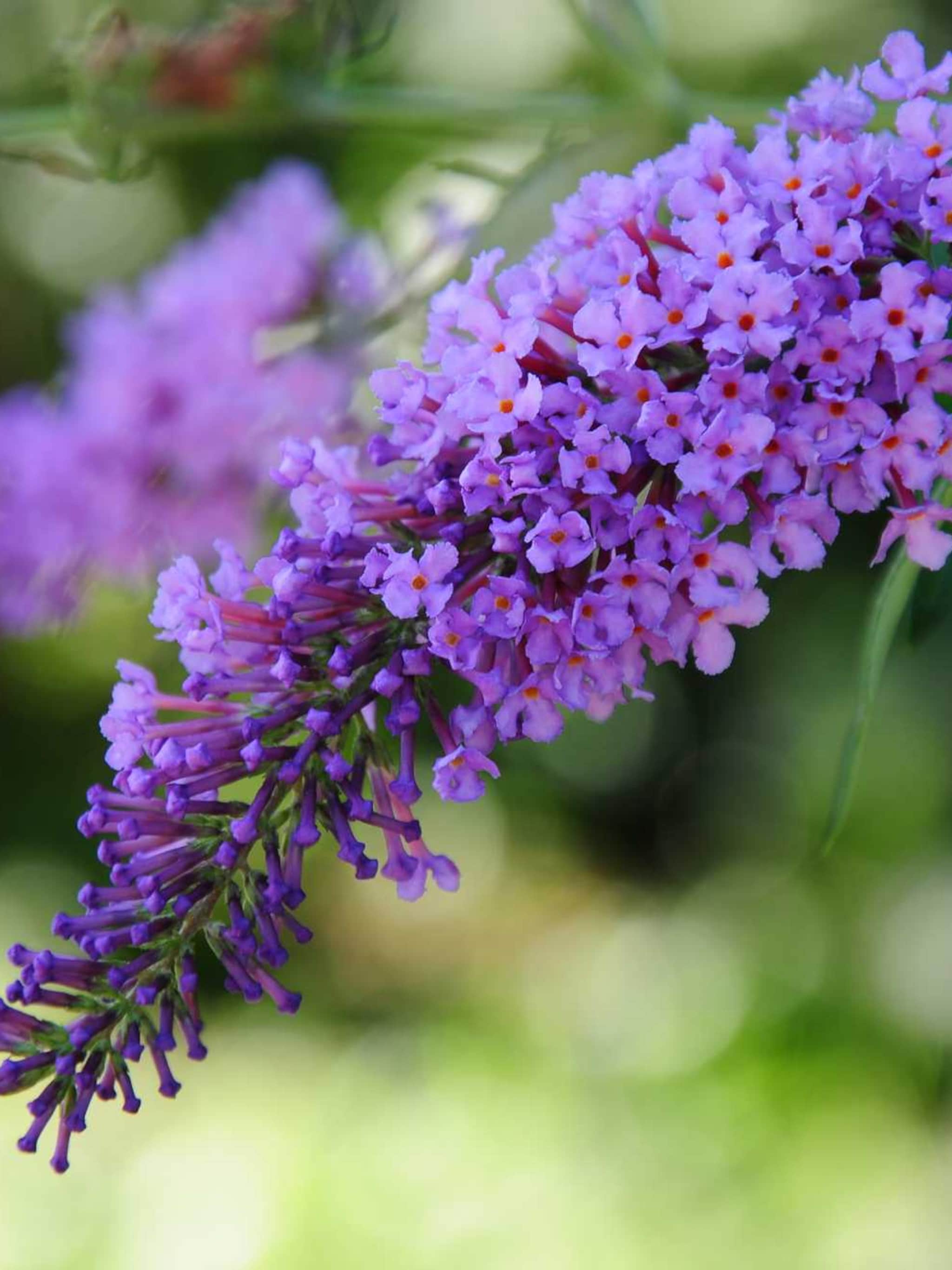 vlinderstruik african queen