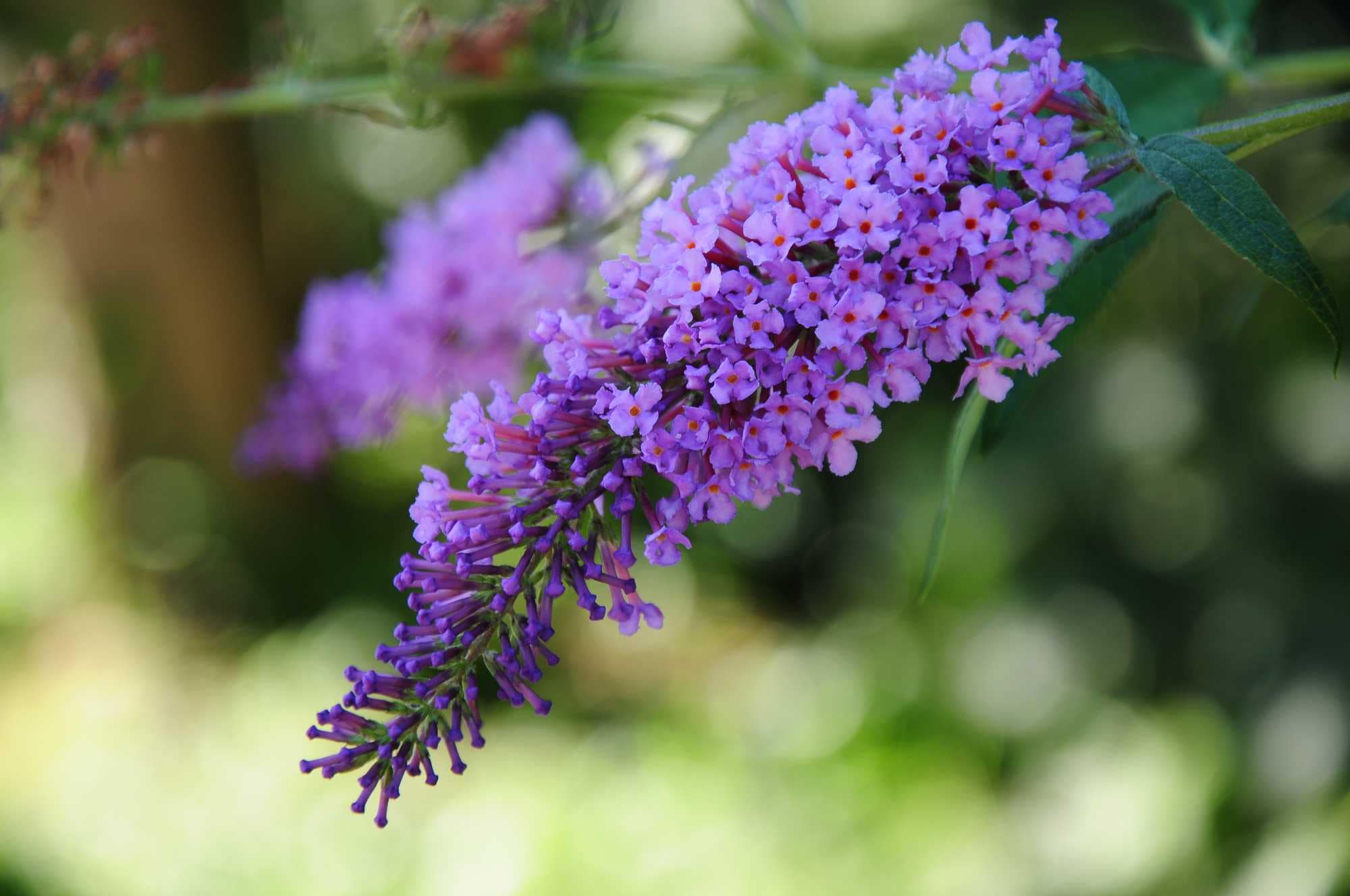 beeld vtwonen Shutterstock / Vahan Abrahamyan
