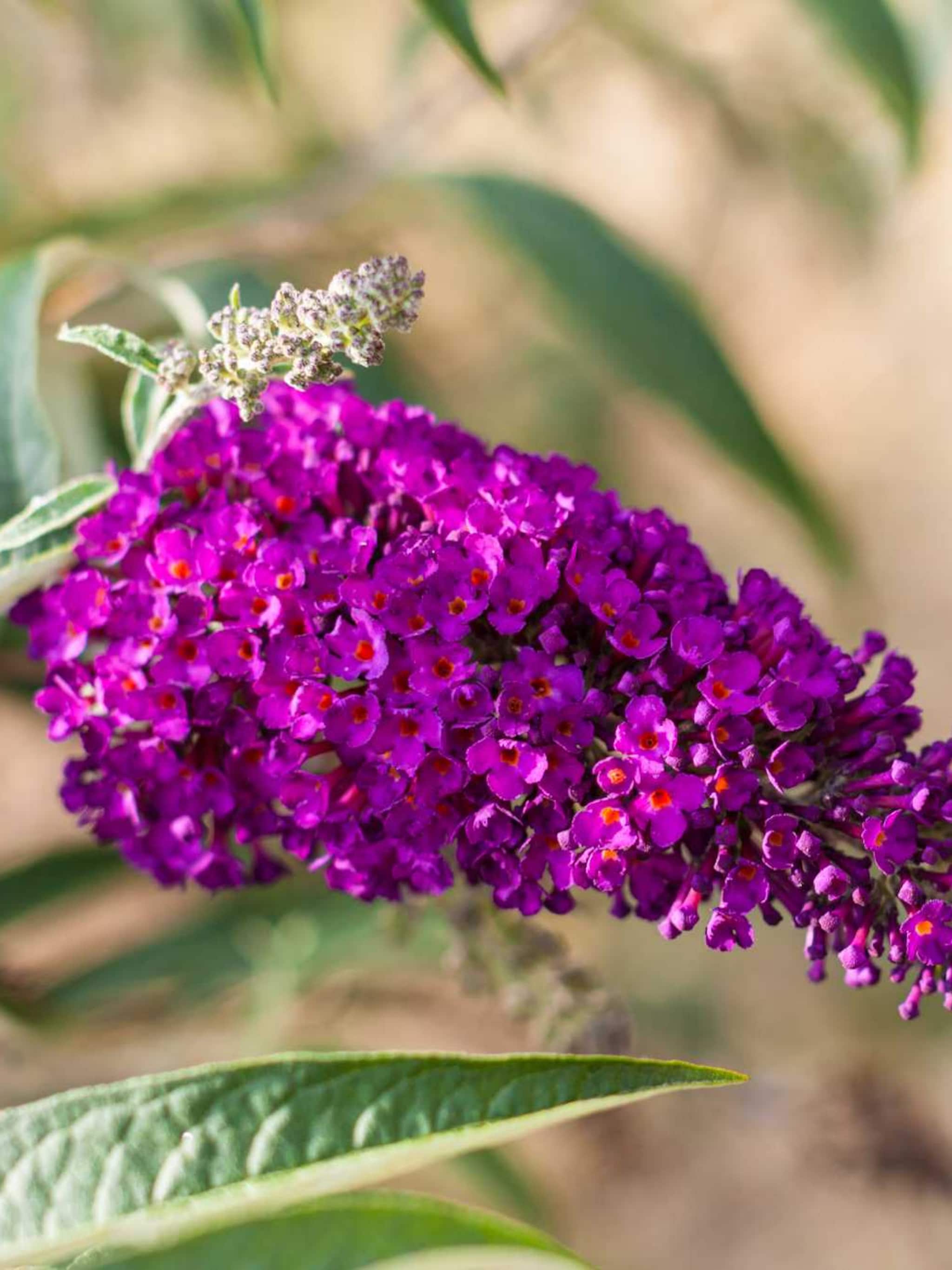 vlinderstruik summer beauty